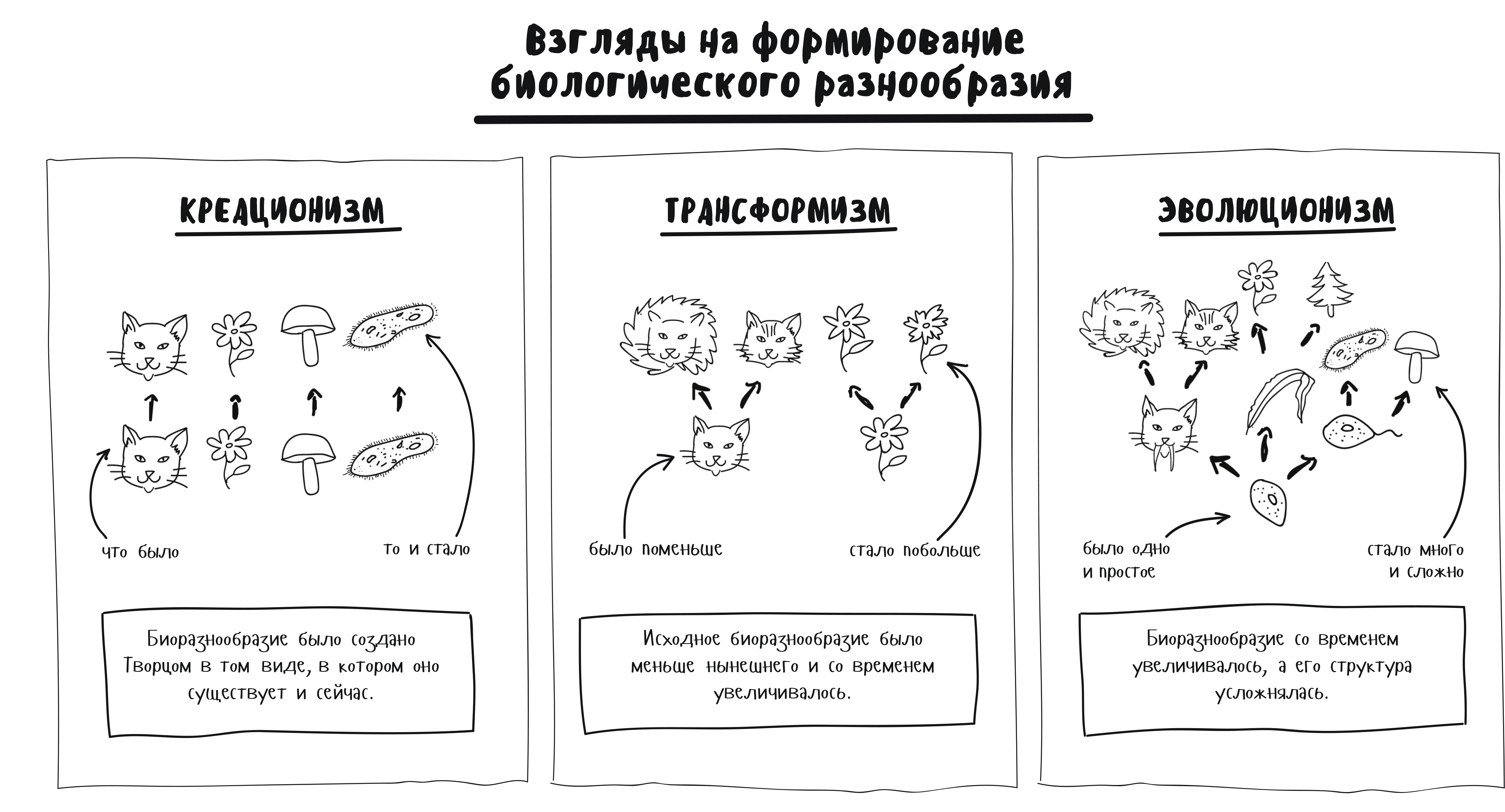 Взгляды на формирование биологического разнообразия (конспект)