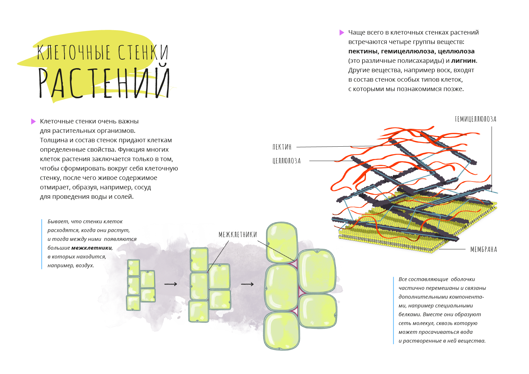 Состав первичной клеточной стенки растений. Схема строения клеточной стенки растений. Строение клеточной стенки растений рисунок. Целлюлоза входит в состав клеточных стенок.