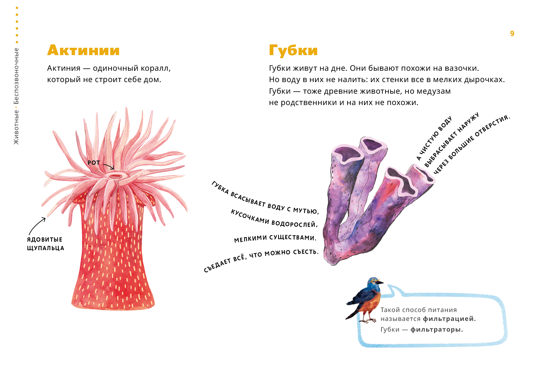 Строение актинии рисунок