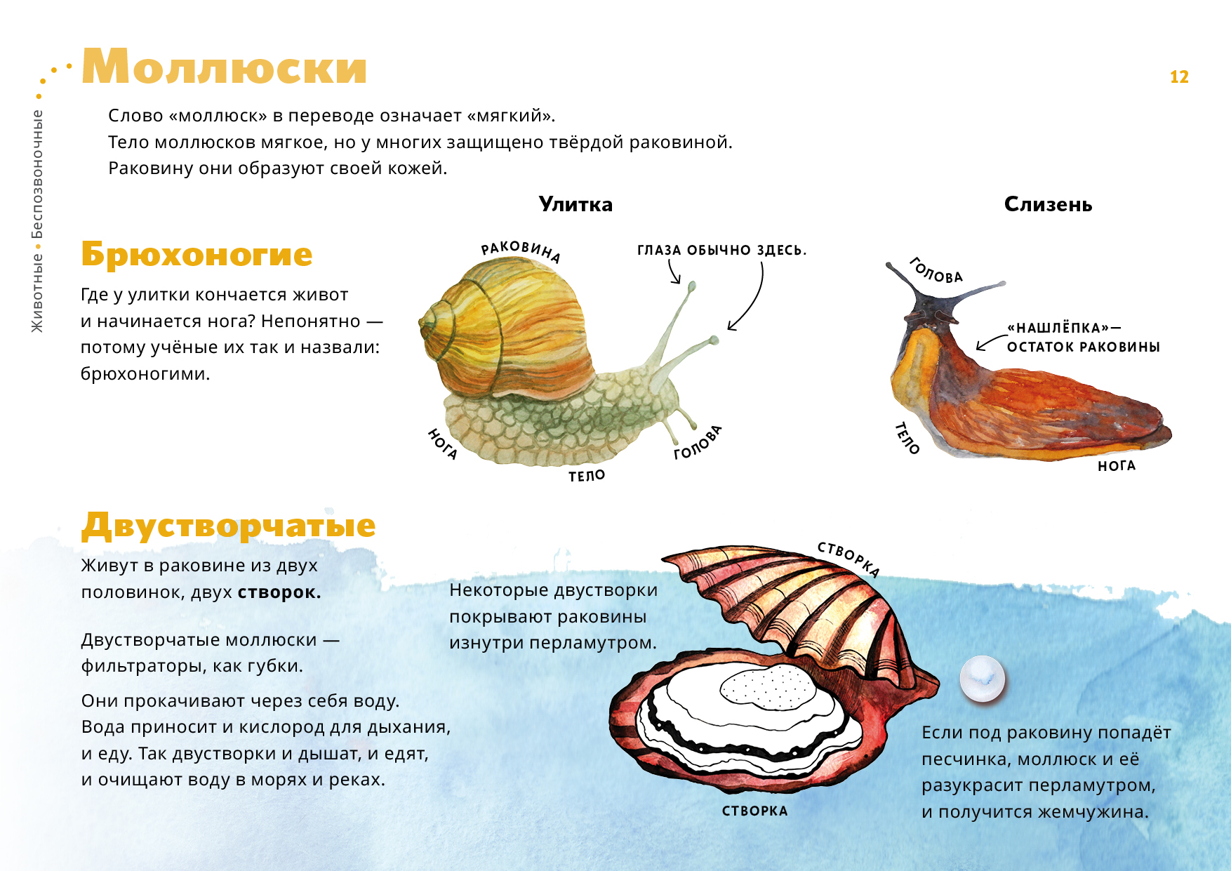 Тип моллюски класс брюхоногие и класс двустворчатые моллюски 7 класс презентация