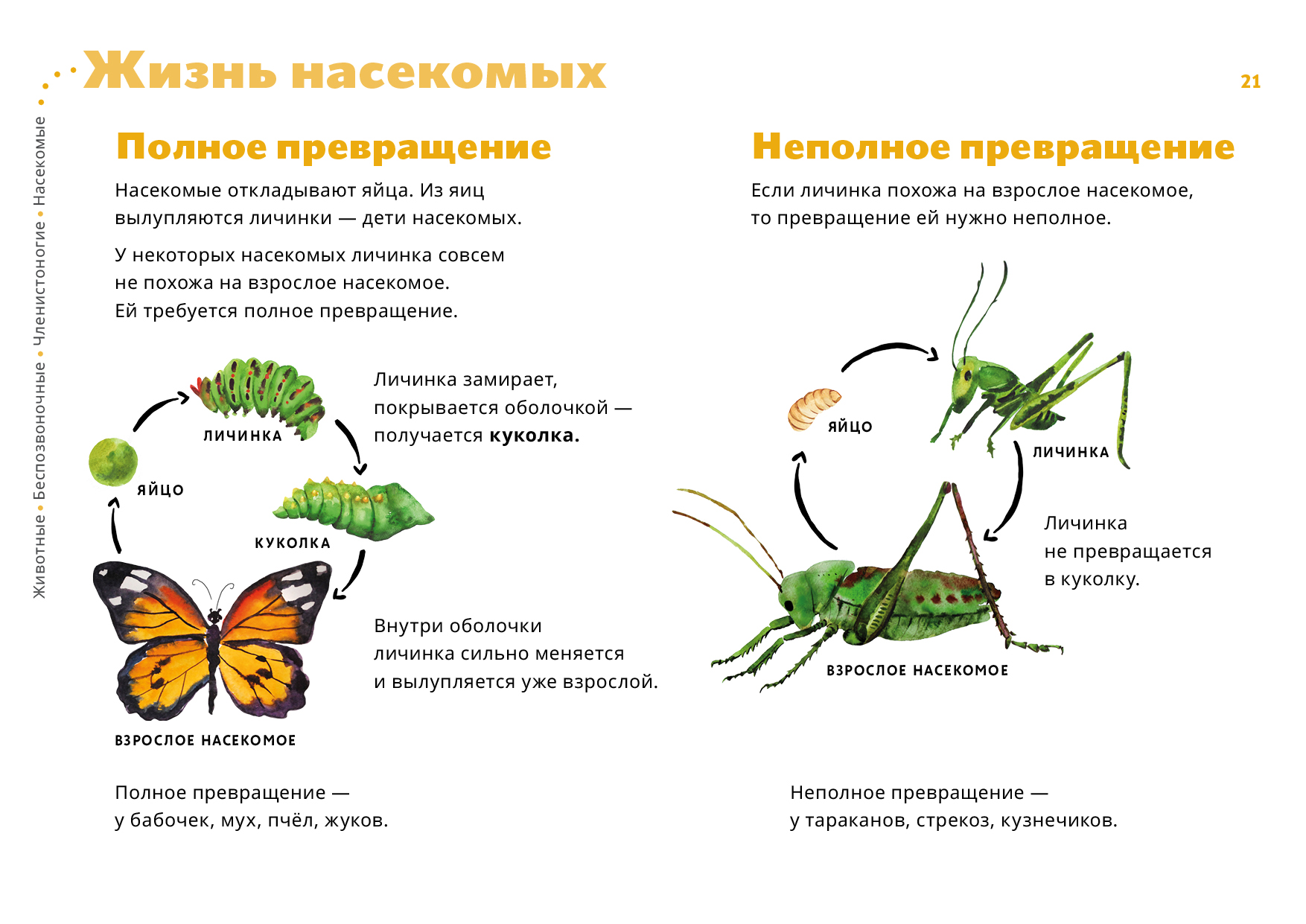 Какой тип развития характерен для бабочек