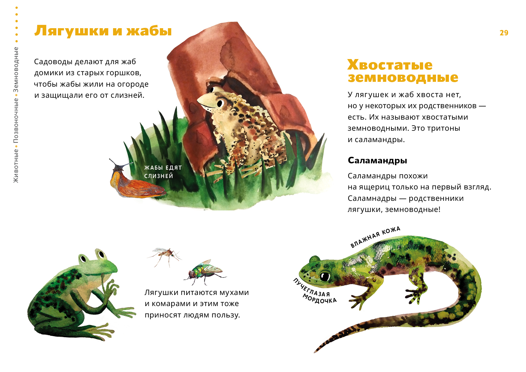 Земноводные картинки для детей с названиями