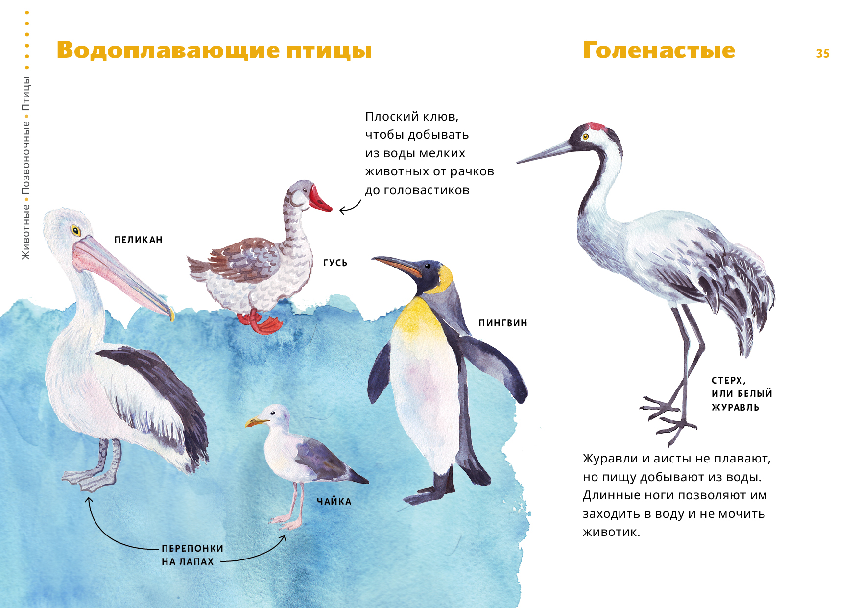 Виды птиц схема