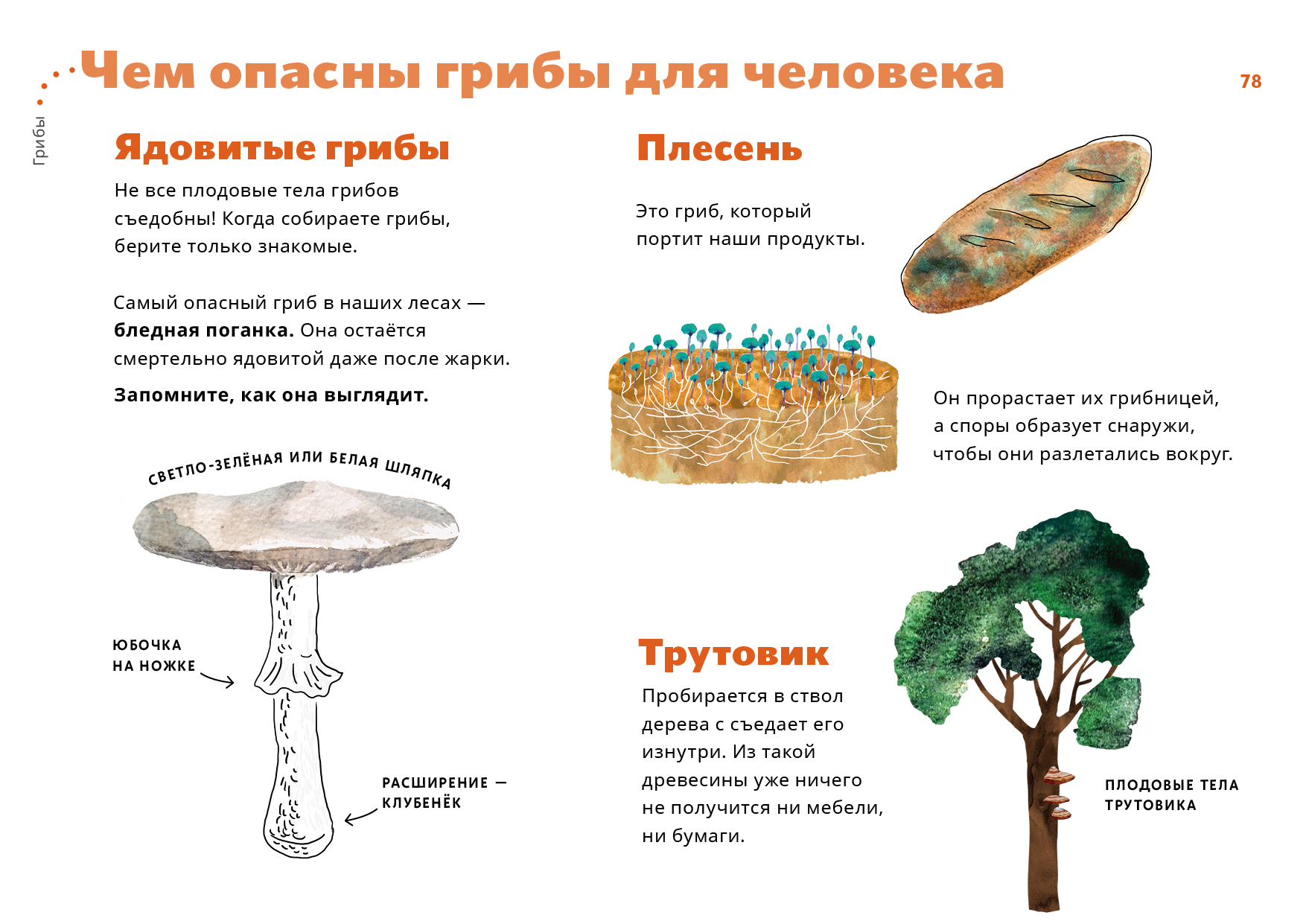 Полезные и ядовитые грибы