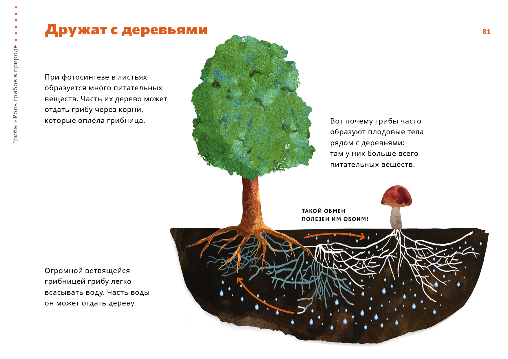 Взаимосвязь грибов и деревьев