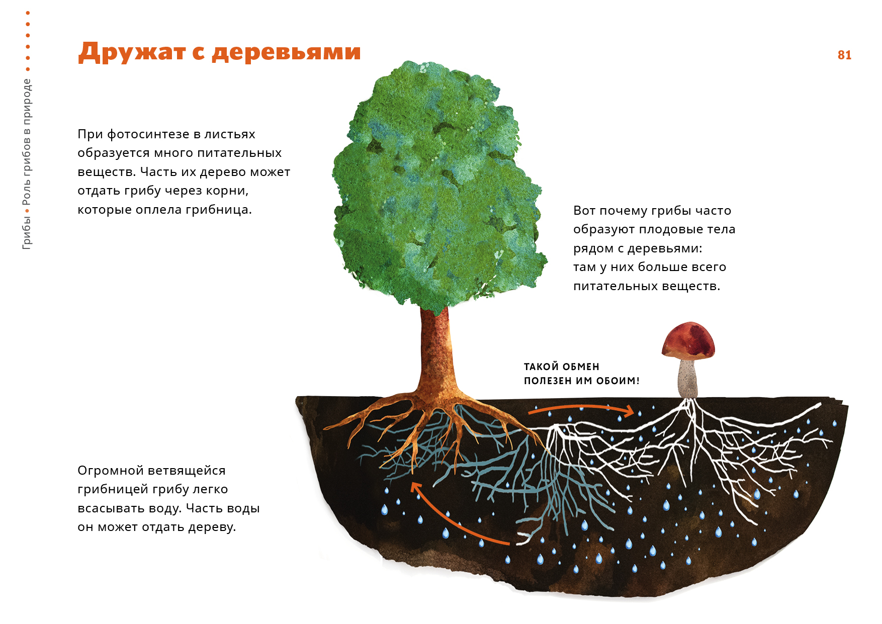 Корни оплетенные гифами представляют собой. Взаимосвязь грибов и деревьев. Связь гриба и дерева. Дружба грибов и деревьев. Симбиоз грибов и растений схема.