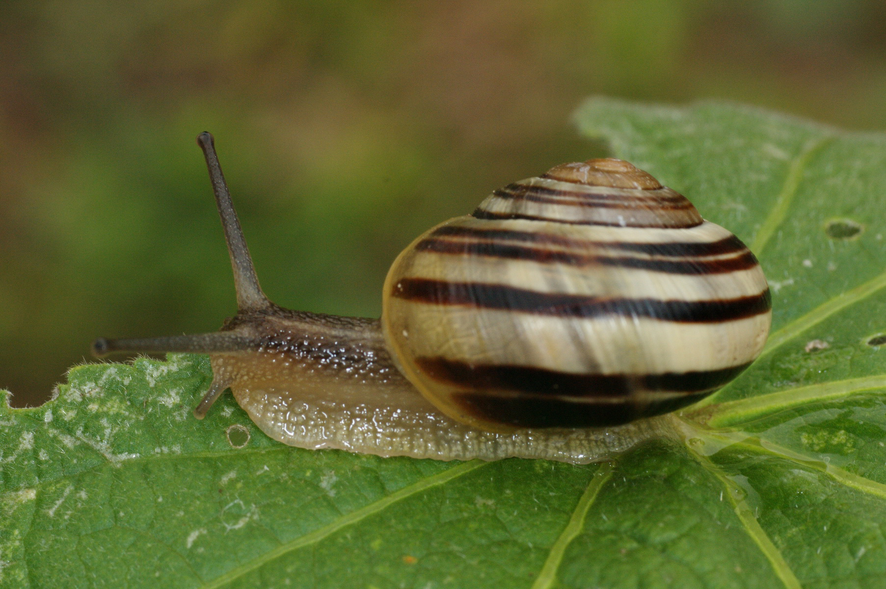 Цепея (Cepaea)