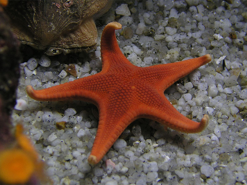 Морская звезда ростов. Тип иглокожие морские звезды. Шантарские острова морские звезды. Иглокожие звезда. Коралл иглокожие Атлантического океана.