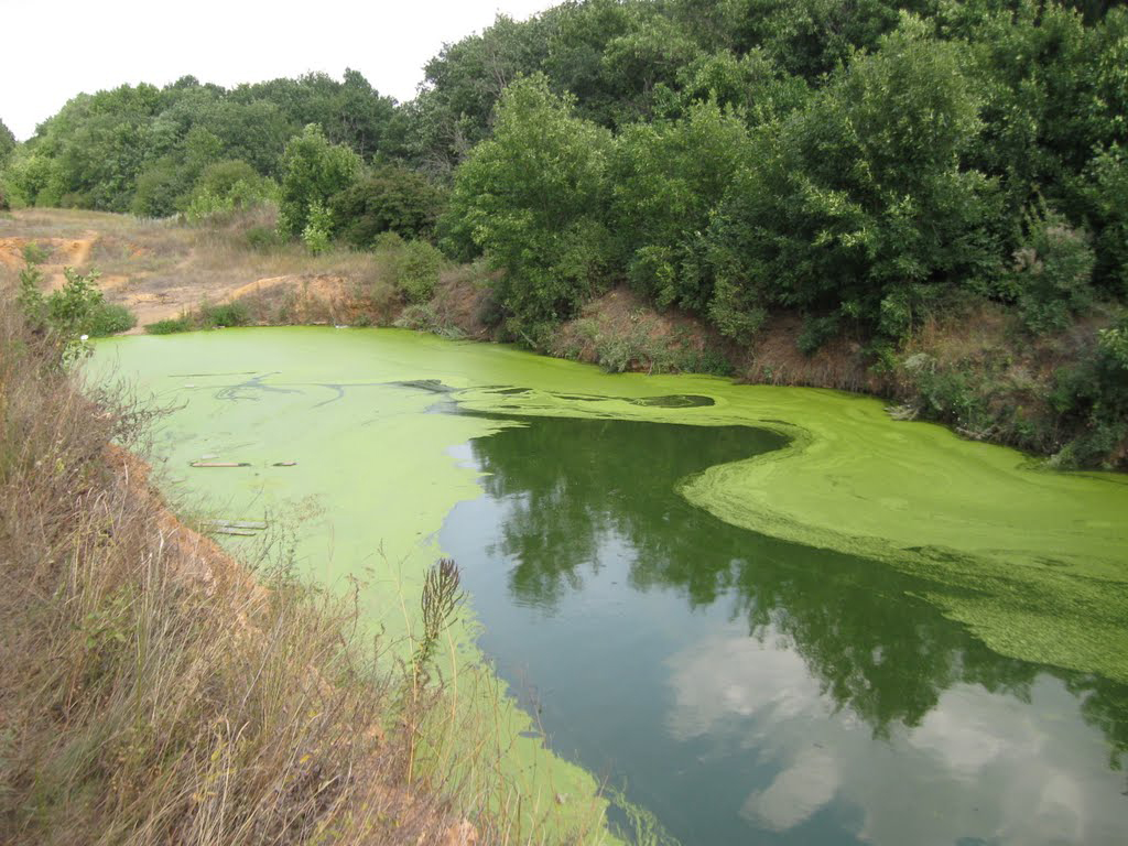 Тина в воде фото