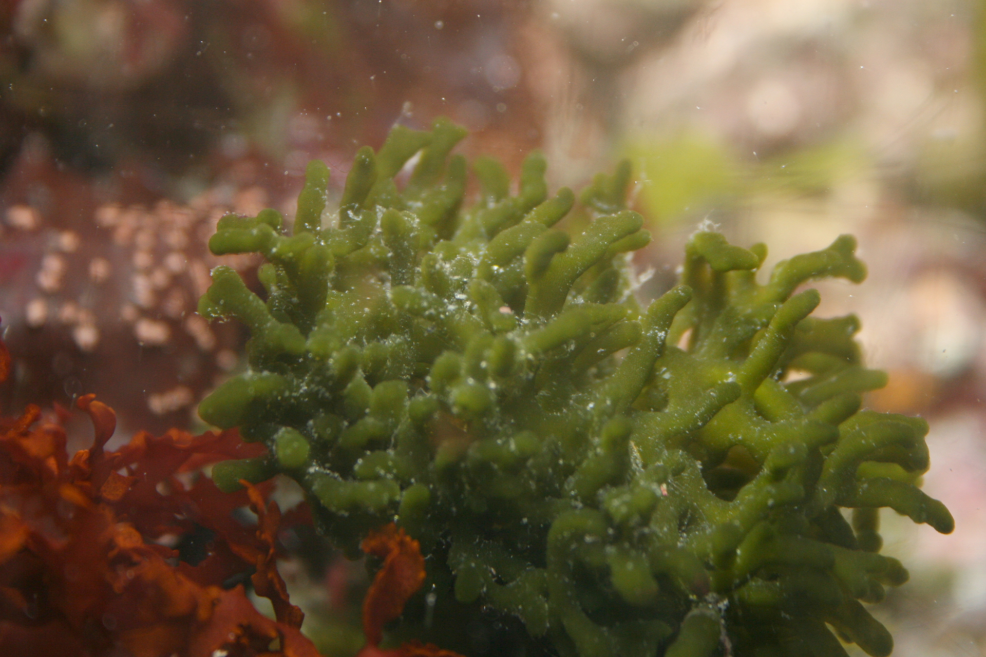 Мох чем отличаются. Моховидные водоросли. Ягель водоросли. Мшистые водоросли. Водоросль Griffithsia flosculosa.
