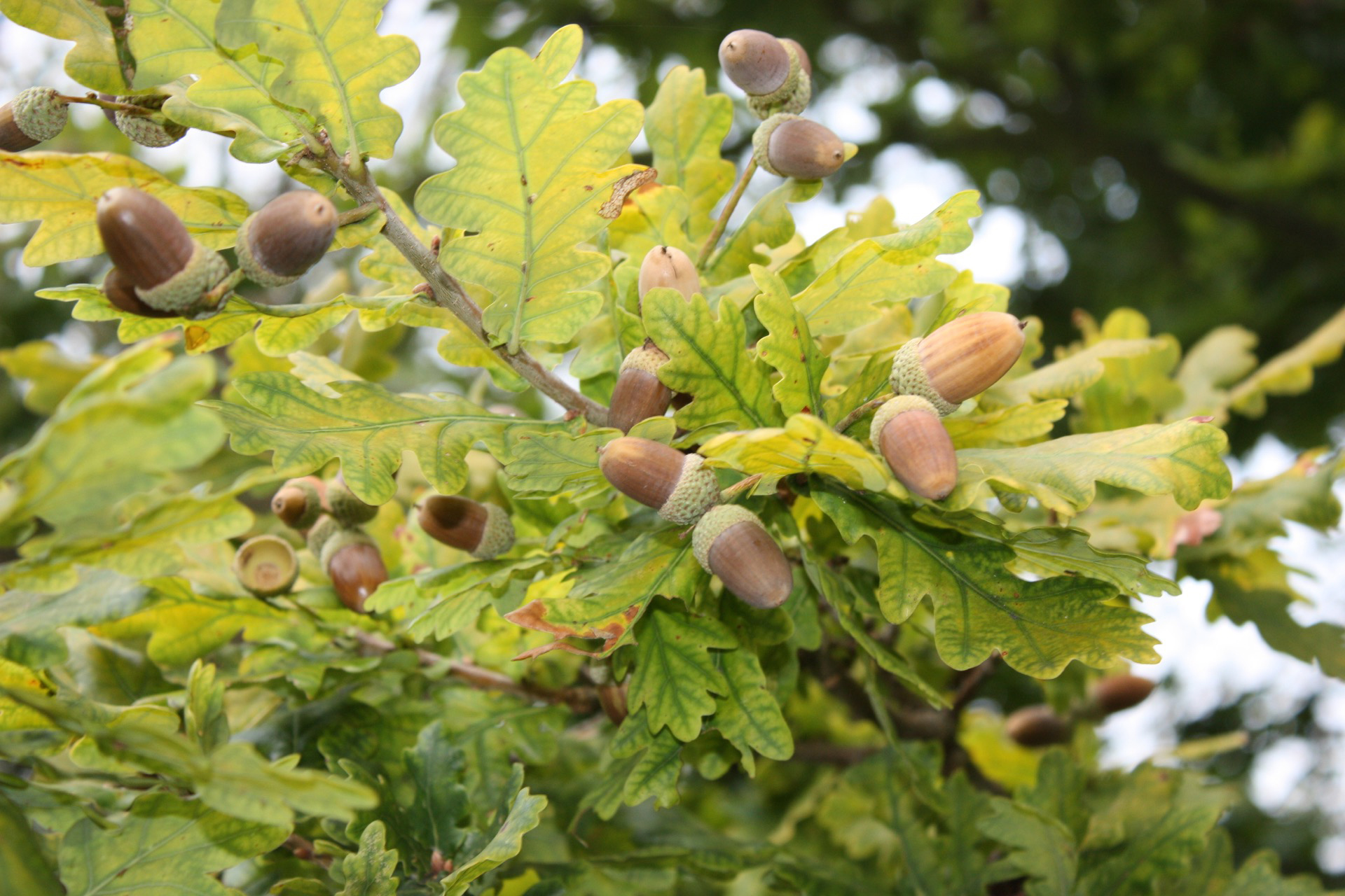 Quercus pyrenaica