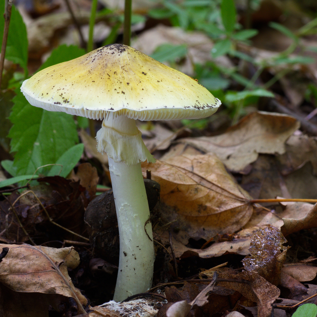 Бледная поганка пластинчатая. Бледная поганка гриб. Бледная поганка (Amanita phalloides). Amanita phalloides гриб. Бледная погоганка гриб.