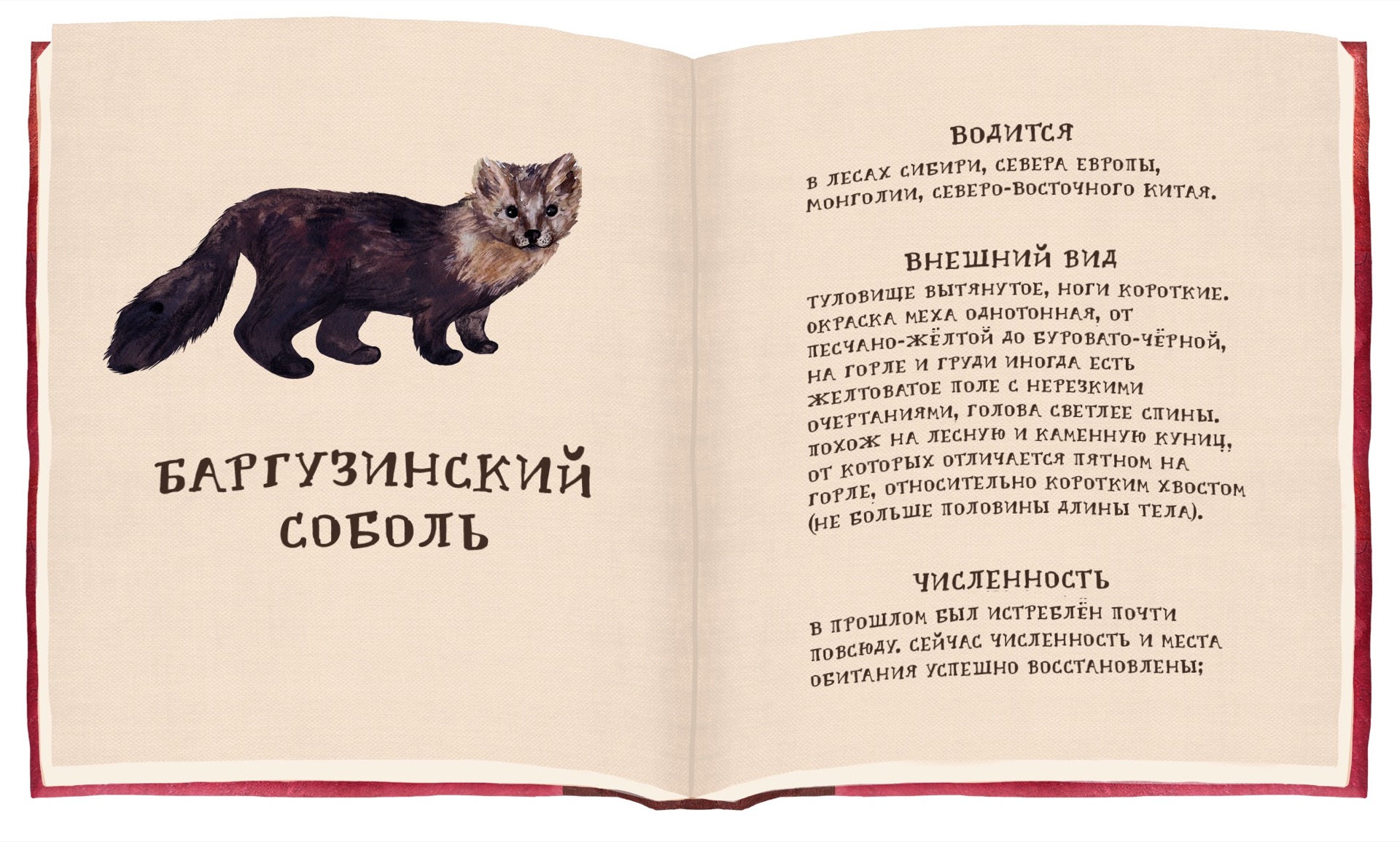 Соболь красная книга