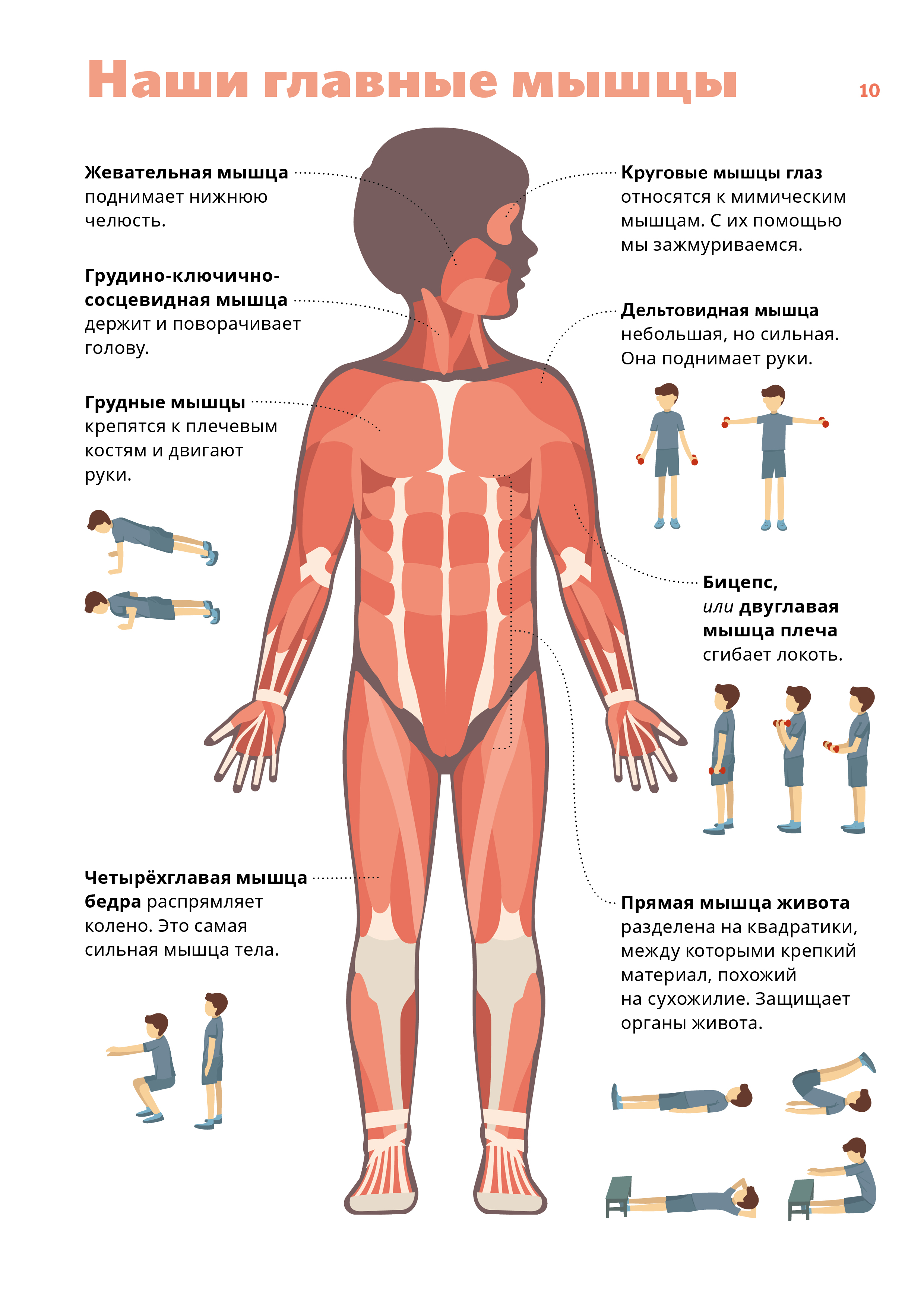 Наши главные мышцы. Вид спереди