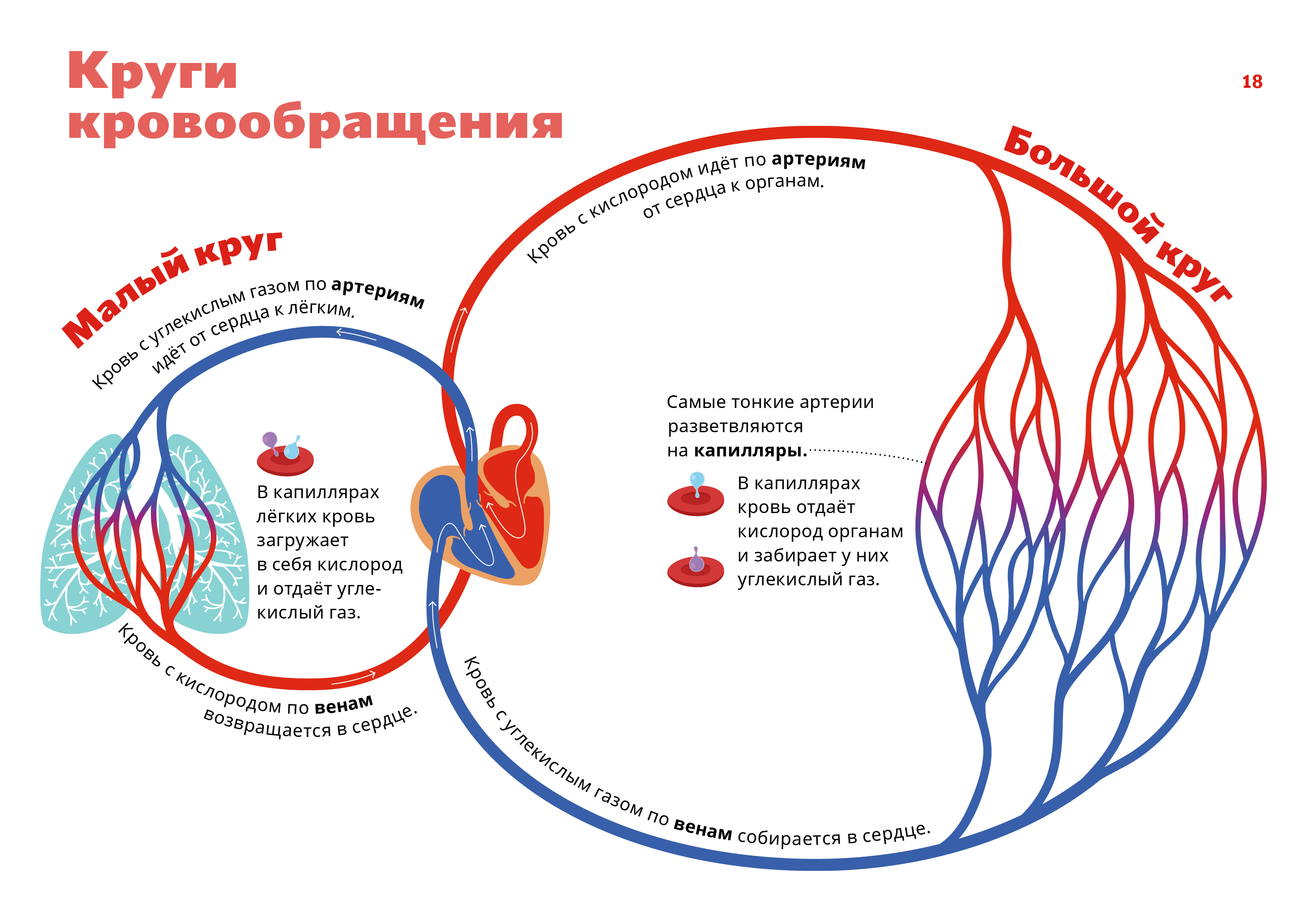 
Круги кровообращения
