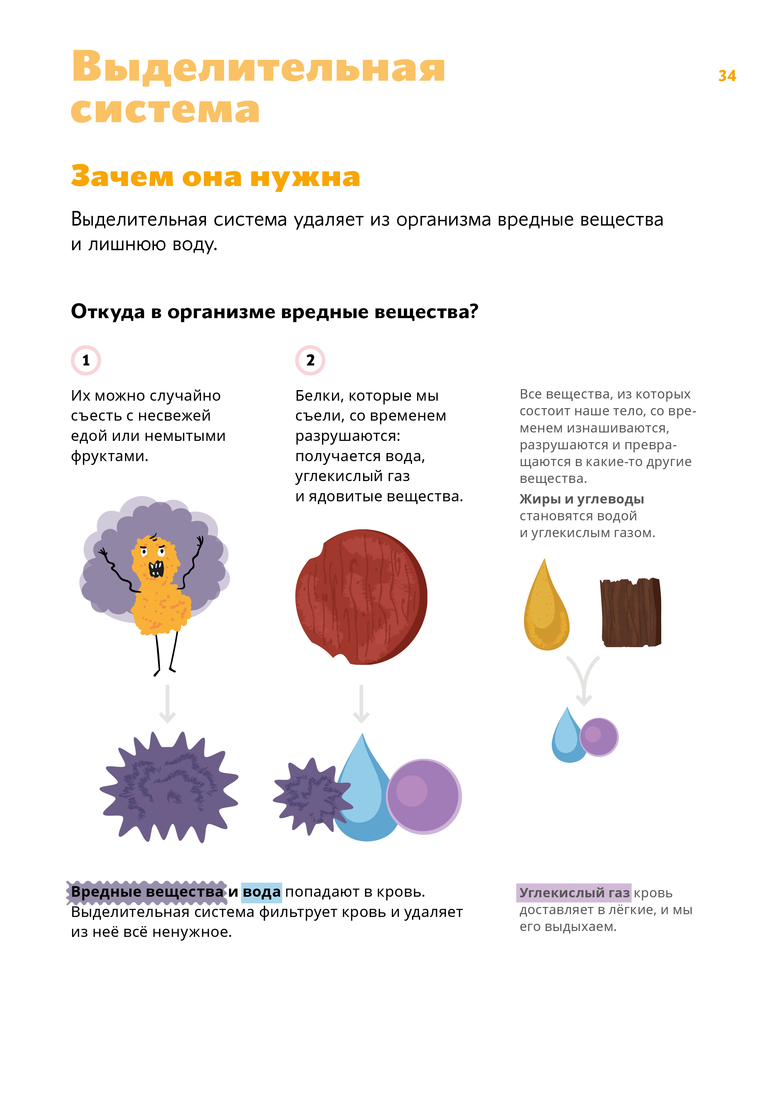 Зачем нужна выделительная система