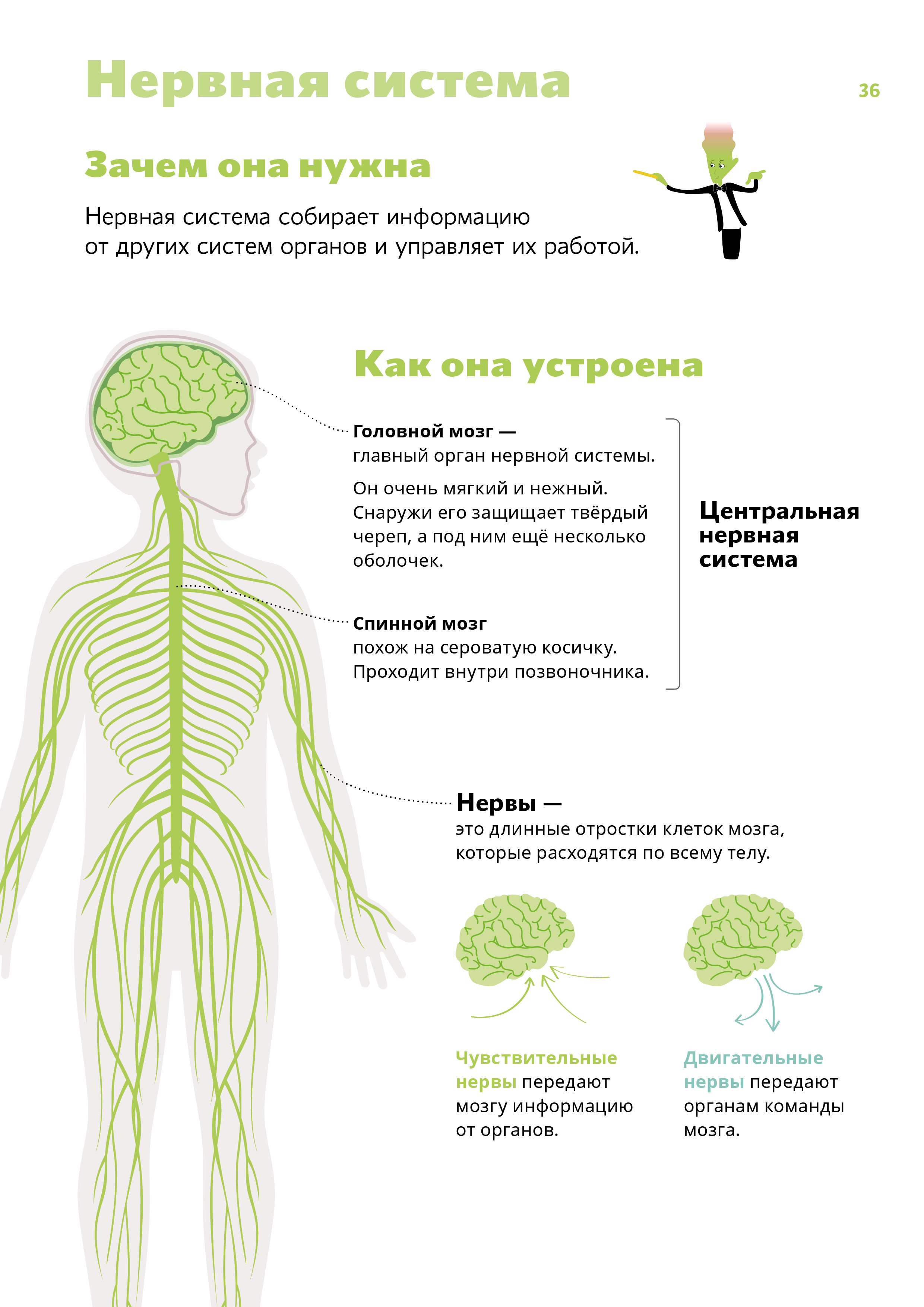 Нервы причины. Нервная система. Основа нервной системы.