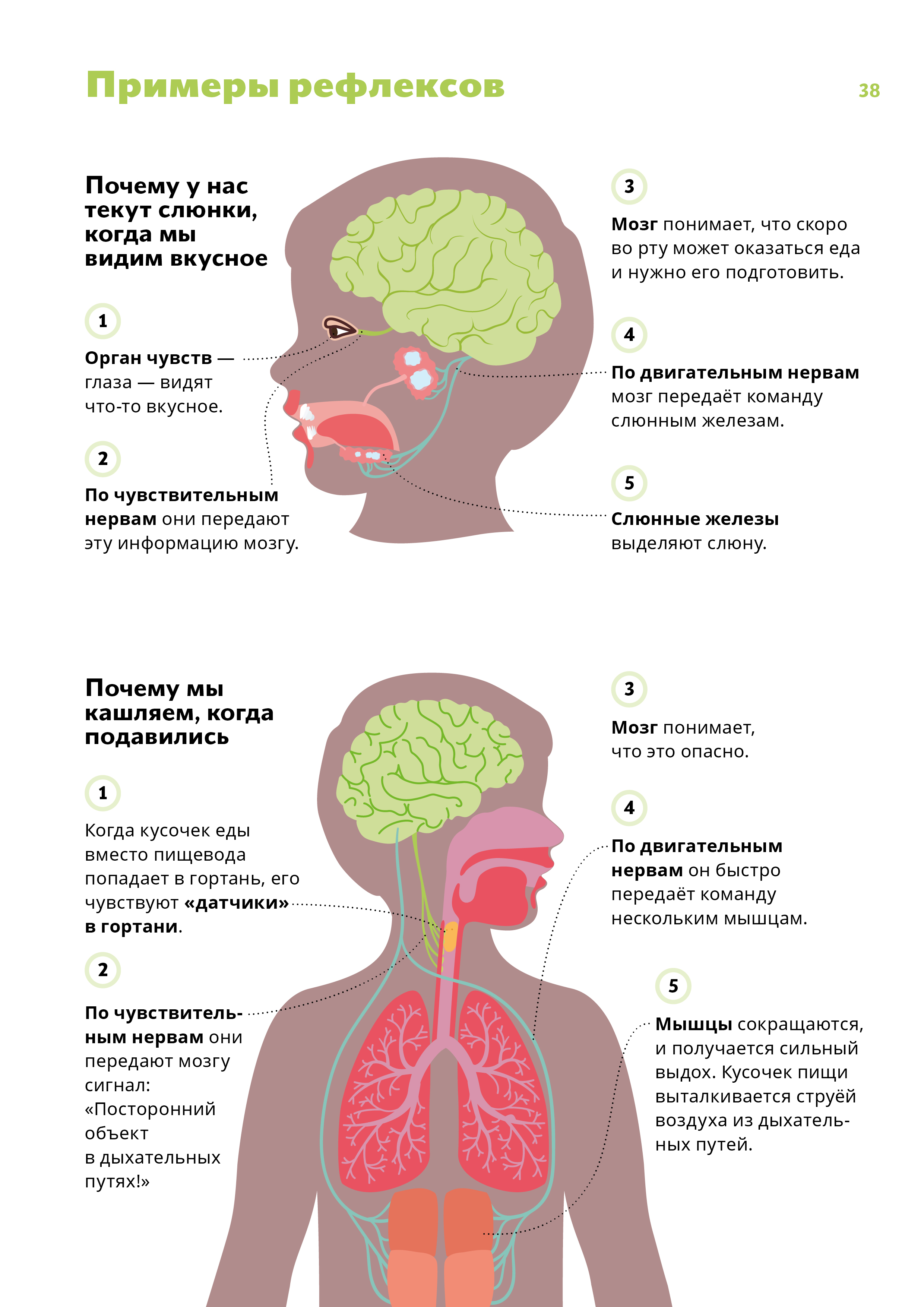 Примеры рефлексов