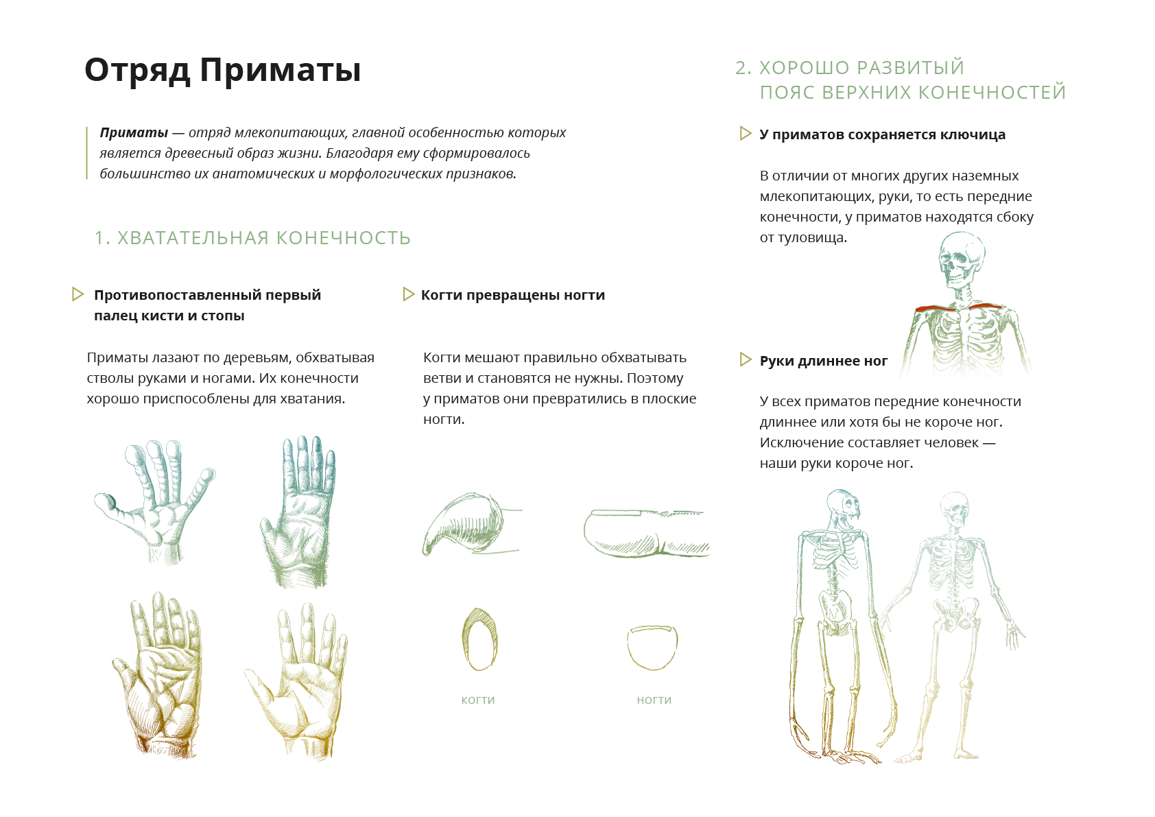 План урока отряд приматы