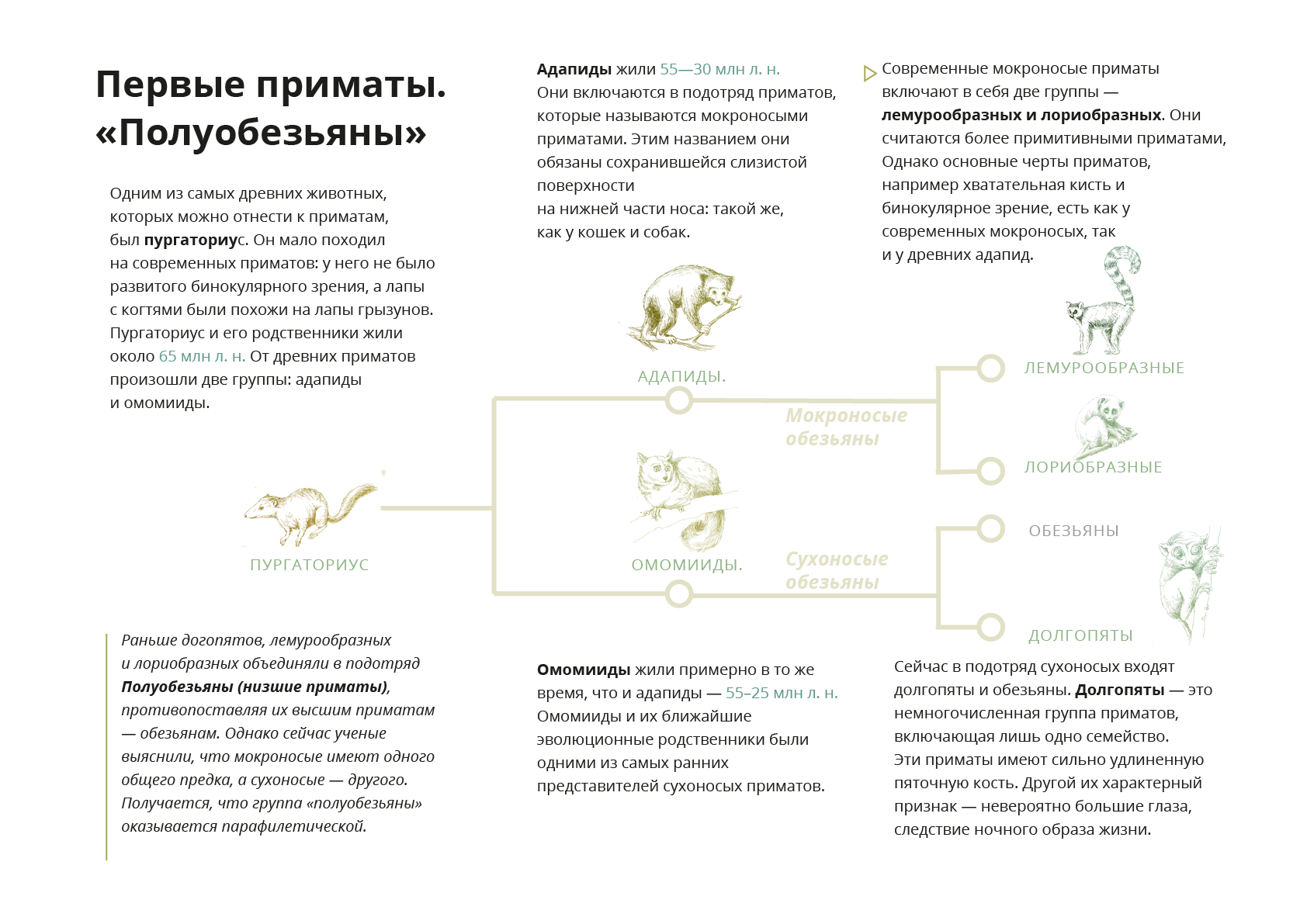 План урока отряд приматы