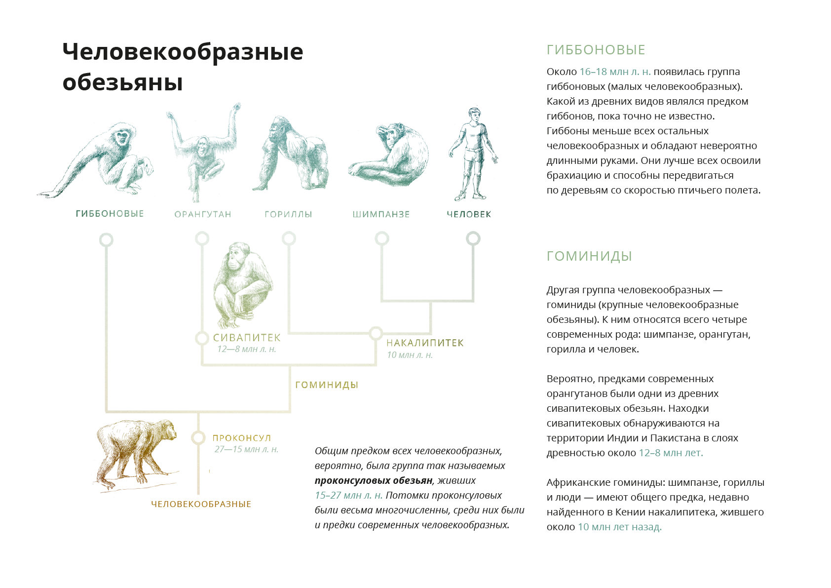 Классификация человекообразных обезьян. Человекообразные обезьяны виды. Общий предок человекообразных обезьян. Общий предок человека и обезьяны.