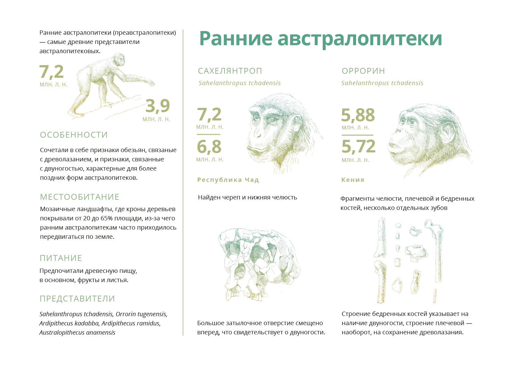 Общая характеристика. Сахелянтроп. Оррорин