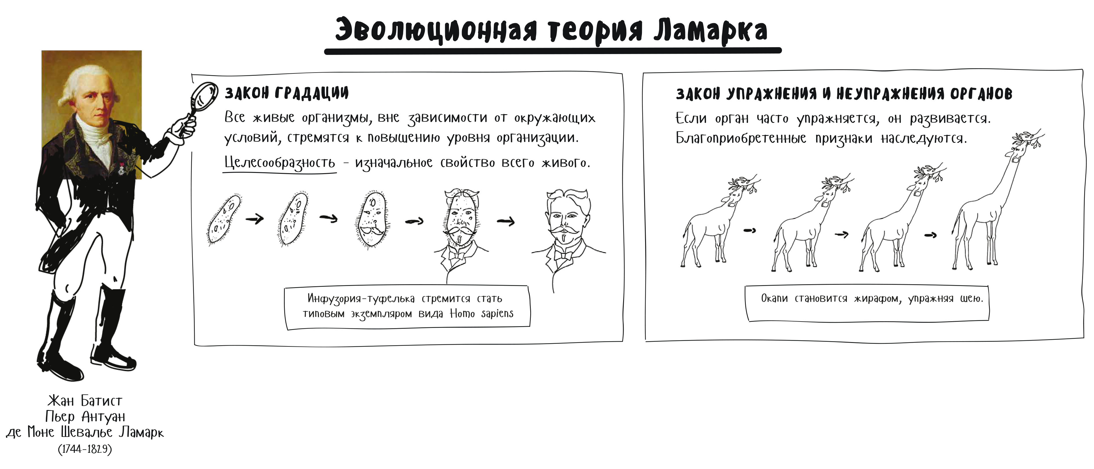 Теория органа. Ламаркизм эволюционная теория. Эволюционная теория теория Ламарка. Ламаркизм эволюционная теория эволюции. Закон Ламарка упражнения упражнения.