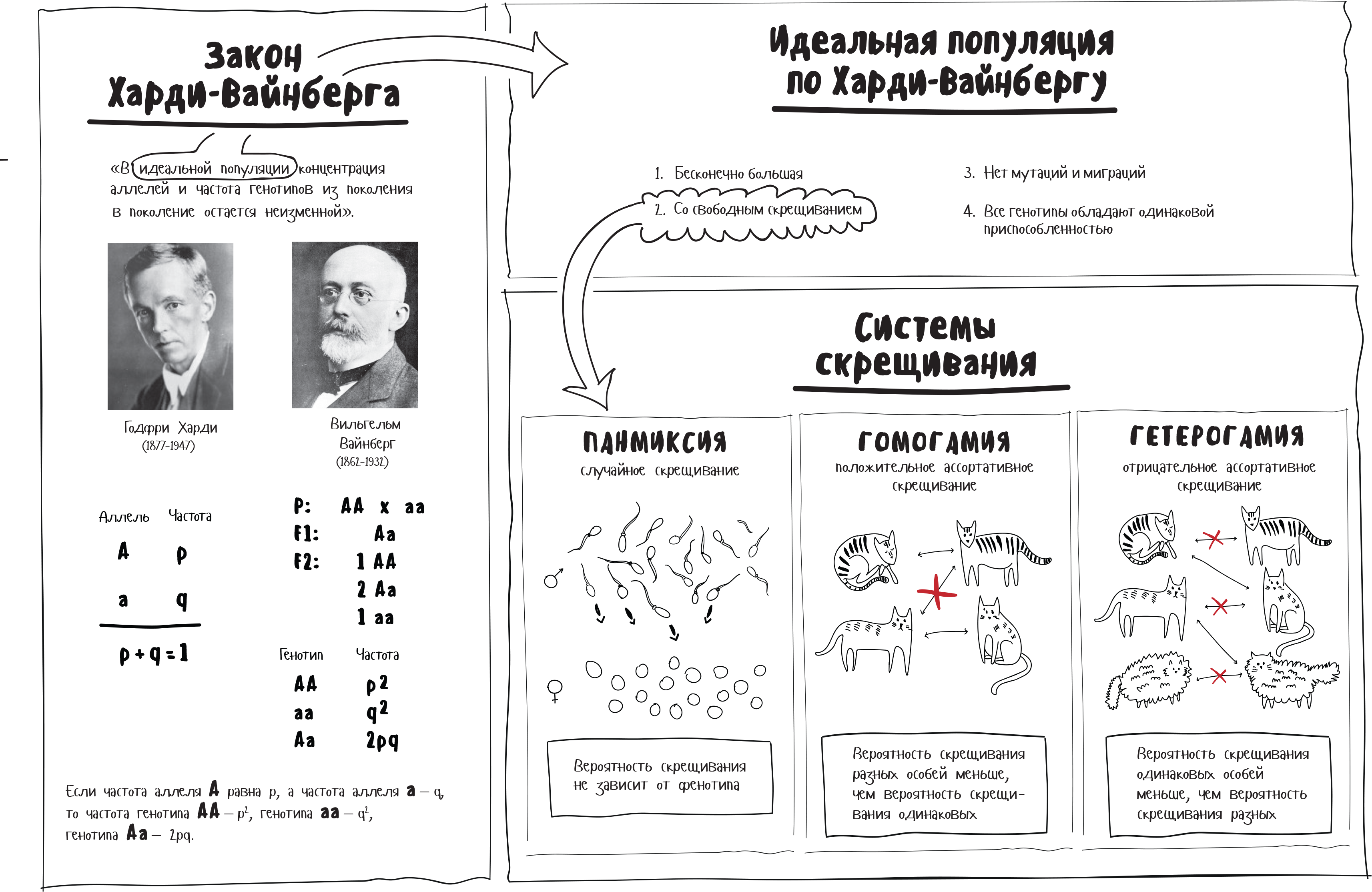 Закон харди вайнберга презентация