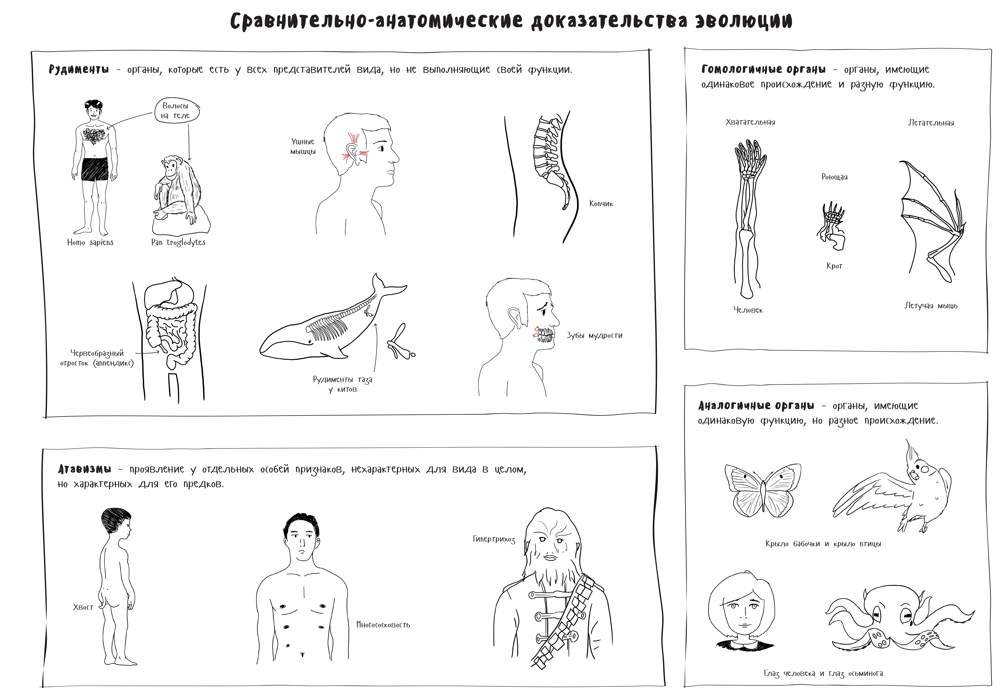 Анатомическое доказательство примеры. Сравнительно-анатомические доказательства. Сравнительно анатомическая Эволюция. Анатомические доказательства эволюции. Сравнительно-анатомические доказательства эволюции примеры.