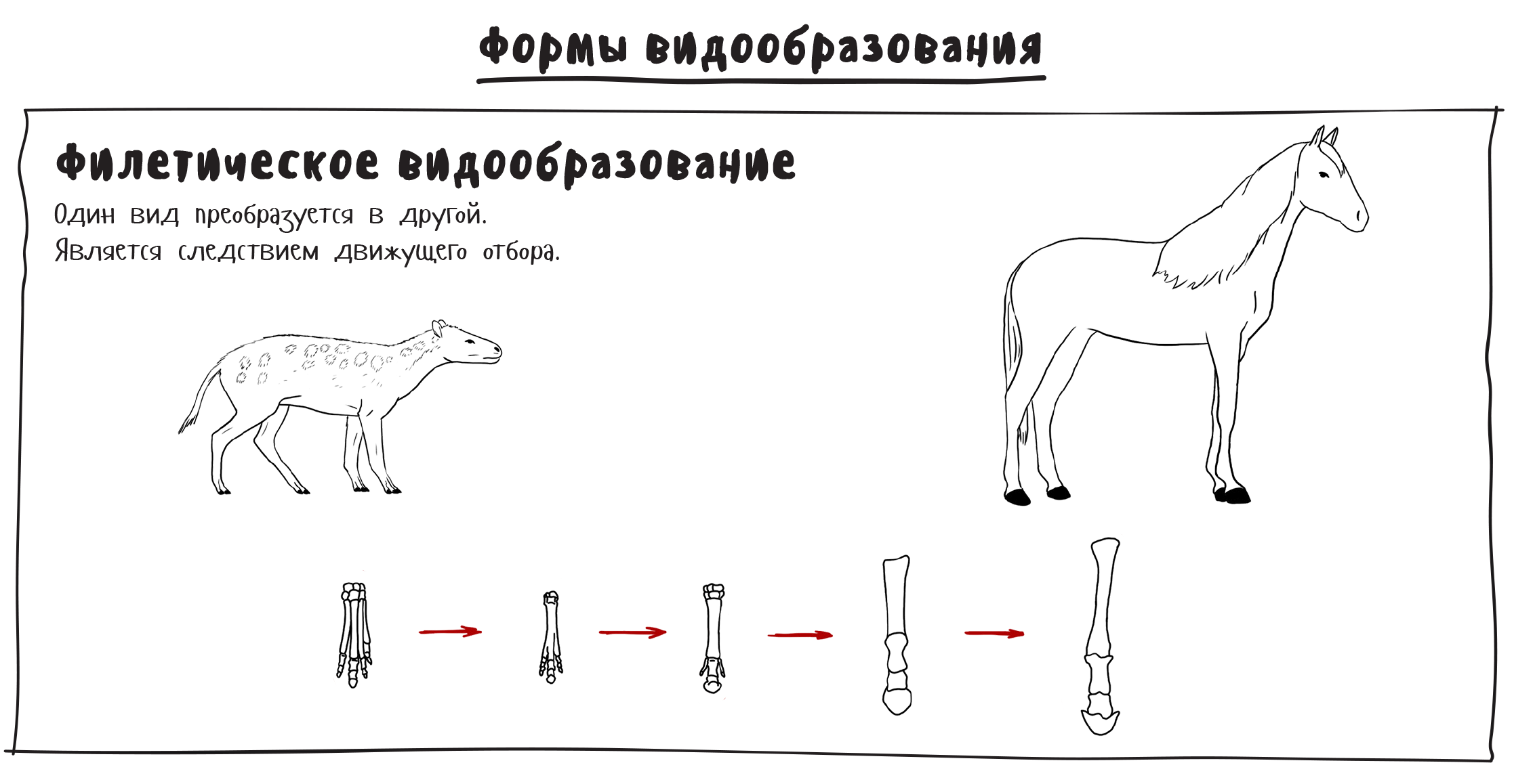 Примеры переходных форм и филогенетических рядов. Филетическая форма видообразования примеры. Филетическое видообразование. Филетический путь видообразования. Пример филититического видообраз.
