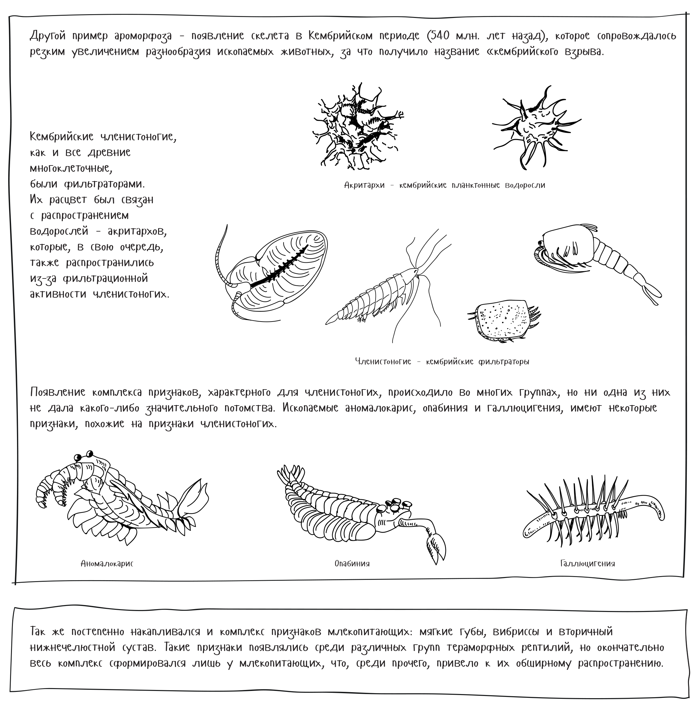 Появление скелета. Появление млекопитающих (конспект)