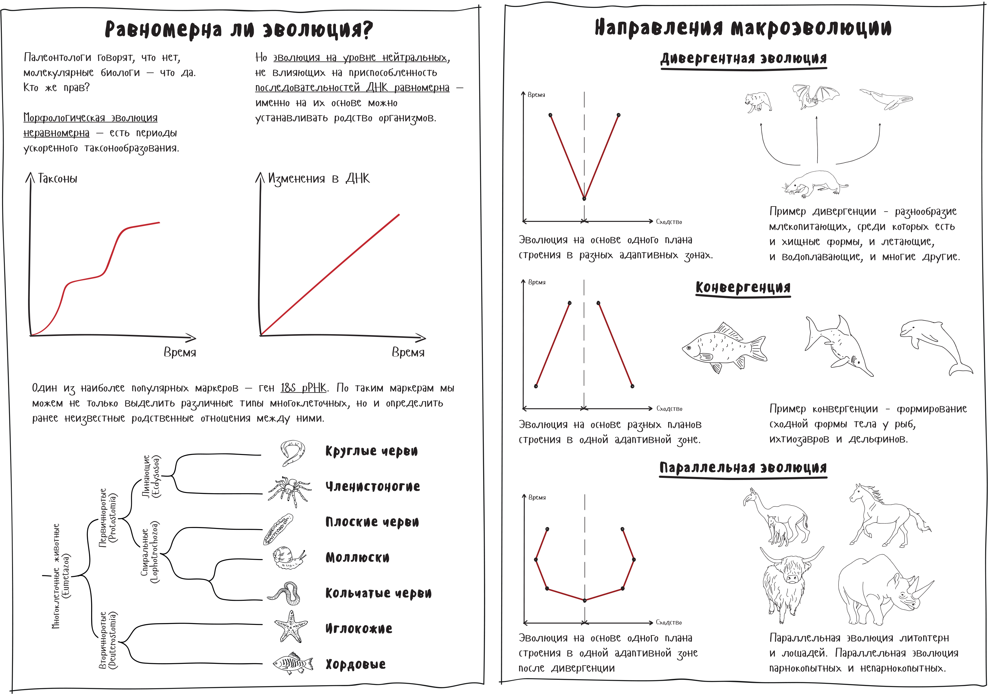 Конспект стр. Параллельная Эволюция примеры. Параллельная Эволюция схема. Параллельная Эволюция это в биологии. Параллельное эволюции этапы.