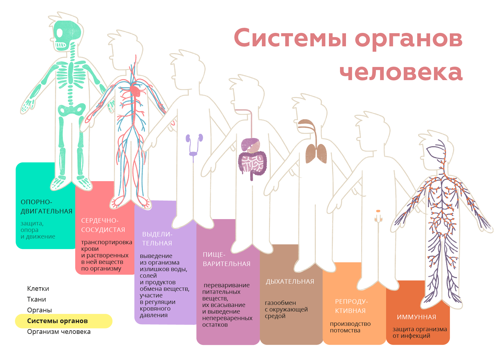 Организм человека фото внутренние органы женщины с описанием на русском языке