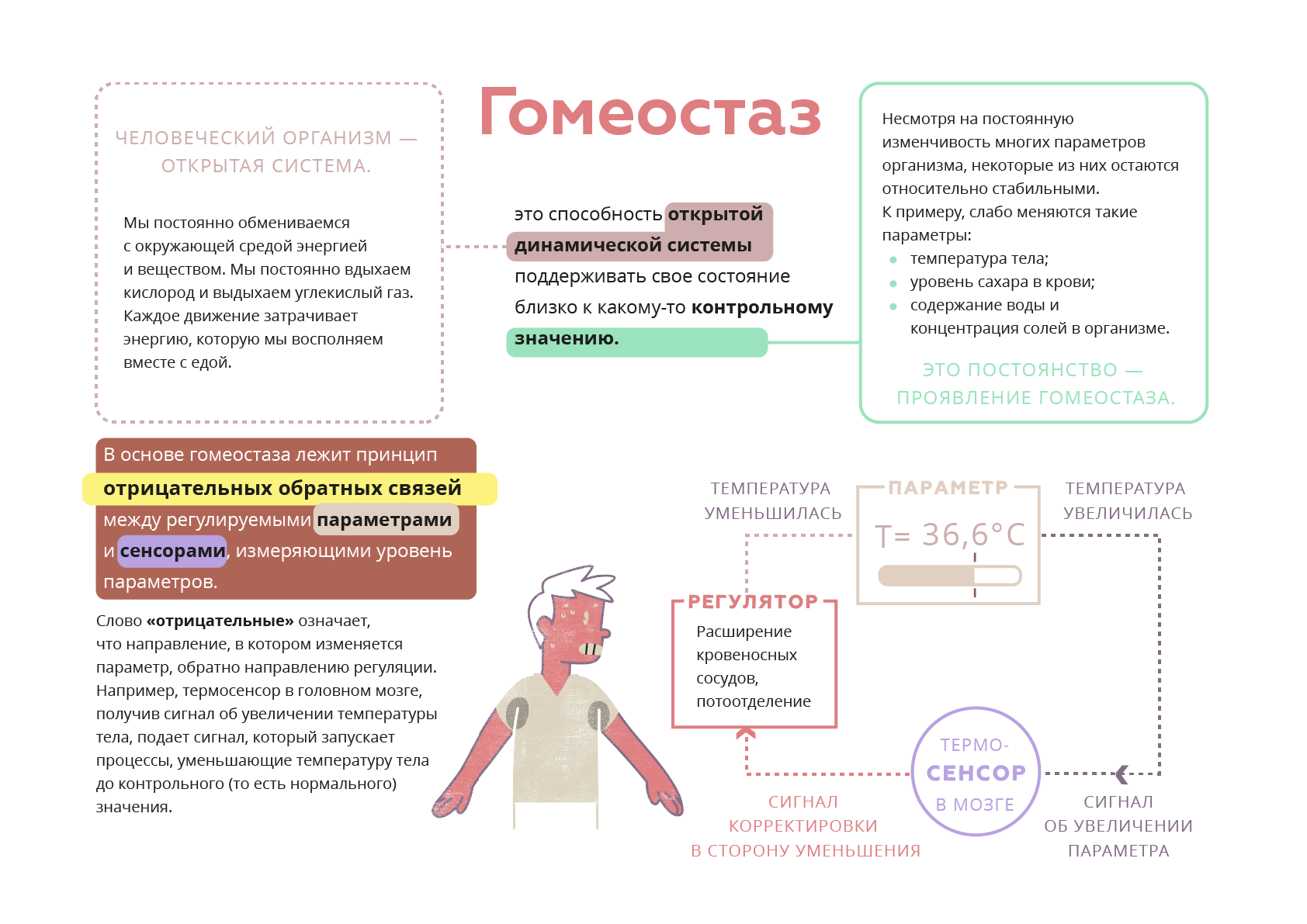 Гомеостаз. Гомеостаз в организме человека. Поддерживает гомеостаз организма. Гомеостаз схема.