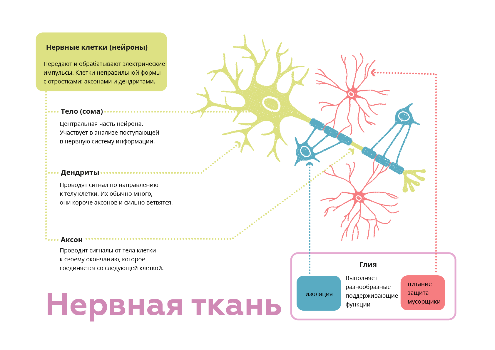 Нервная ткань нейрон. Нервная ткань. Форма клеток нервной ткани. Нервная клетка форма клетки. Питание нервной ткани.