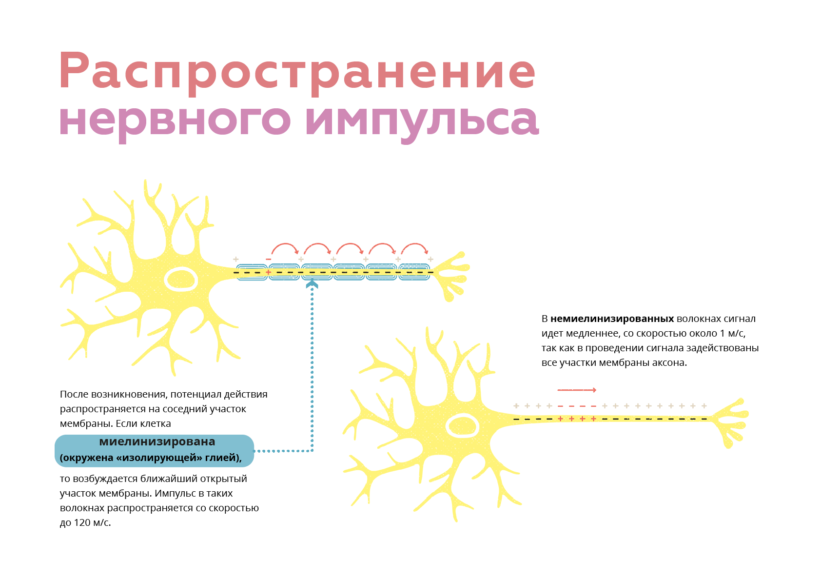 Схема передачи импульса нейрона. Проведение и передача нервного импульса. Схема проведения нервного импульса. Распространение нервного импульса. Этапы прохождения импульса