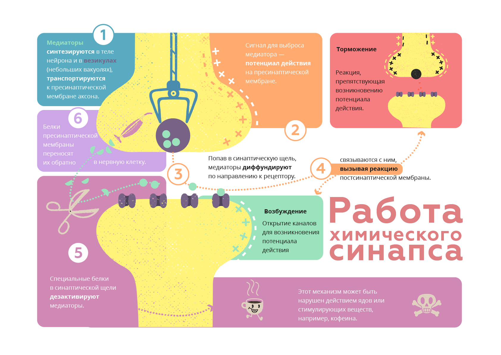 Работа в химии. Везикулы с медиатором.