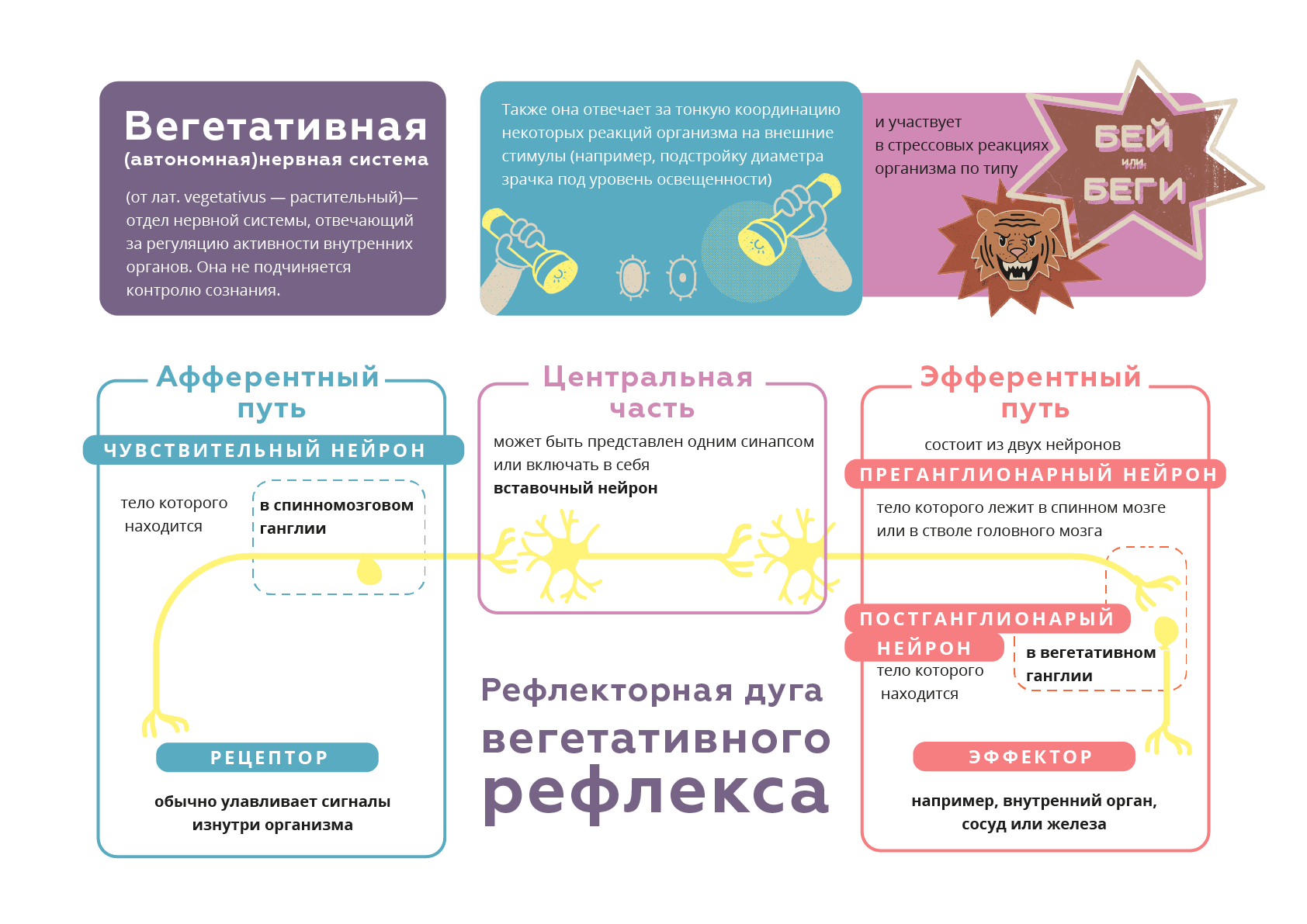 Вегетативная система презентация