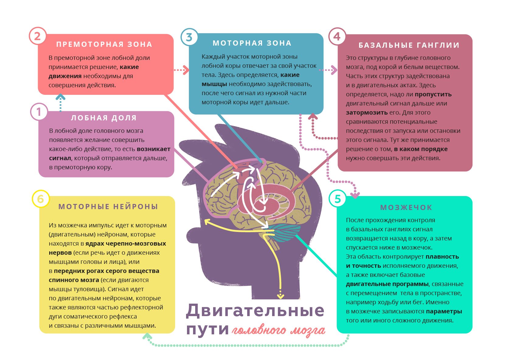 Мозга отзывы. Функции префронтальной коры. Префронтальную кору мозга. Фронтальная зона коры головного мозга. Передняя кора головного мозга.