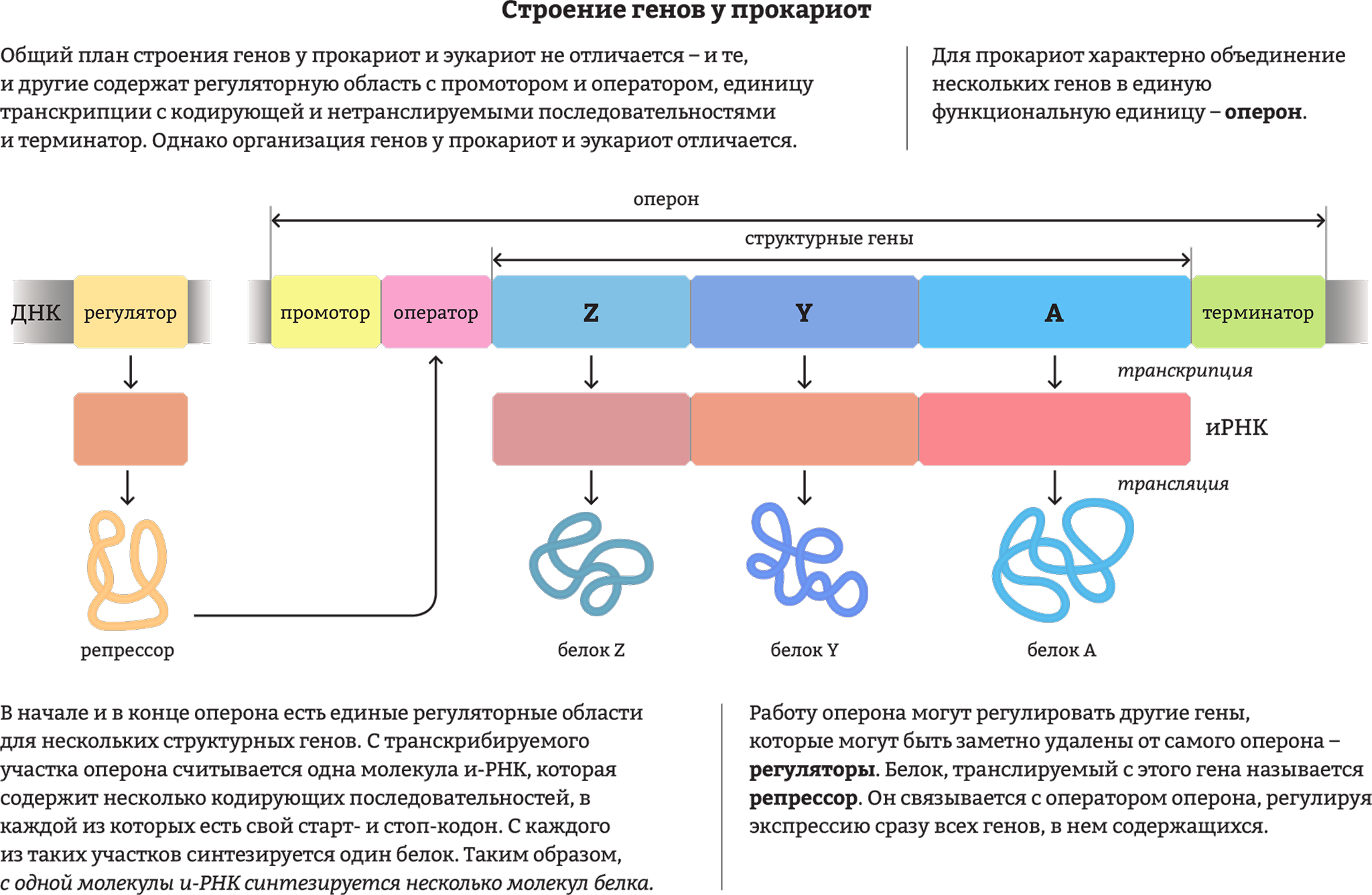 Эукариоты наследственная информация. Структурная организация Гена у прокариот. Структура генов прокариот. Схема строения Гена прокариот. Структурная организация генов у прокариот.