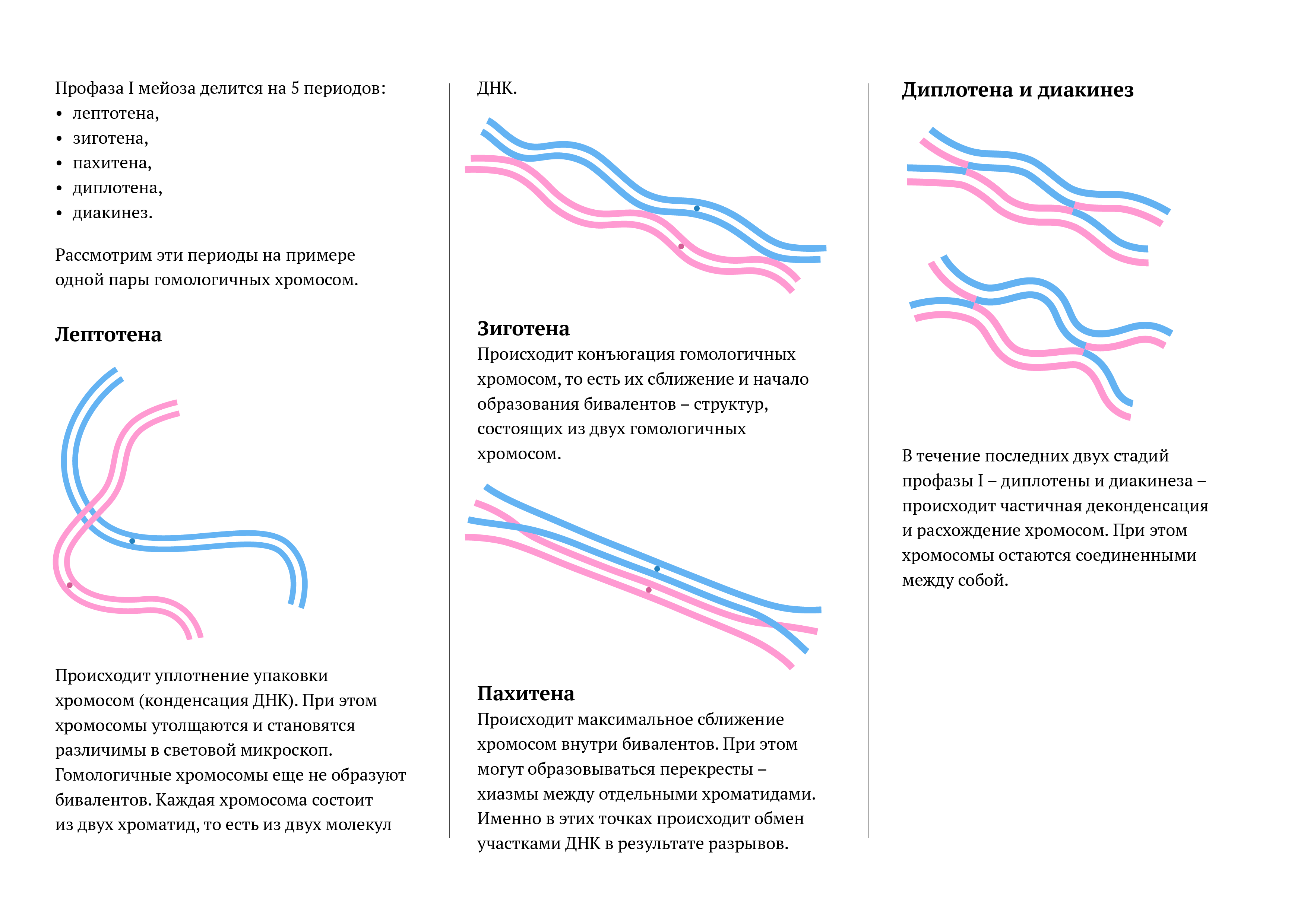 Бивалент образованный тремя парами гомологичных хромосом. Лептотена зиготена пахитена диплотена диакинез. Фазы профазы мейоза. Мейоз лептотена зиготена пахитена диплотена диакинез. Лептотена зиготена пахитена диплотена диакинез таблица.