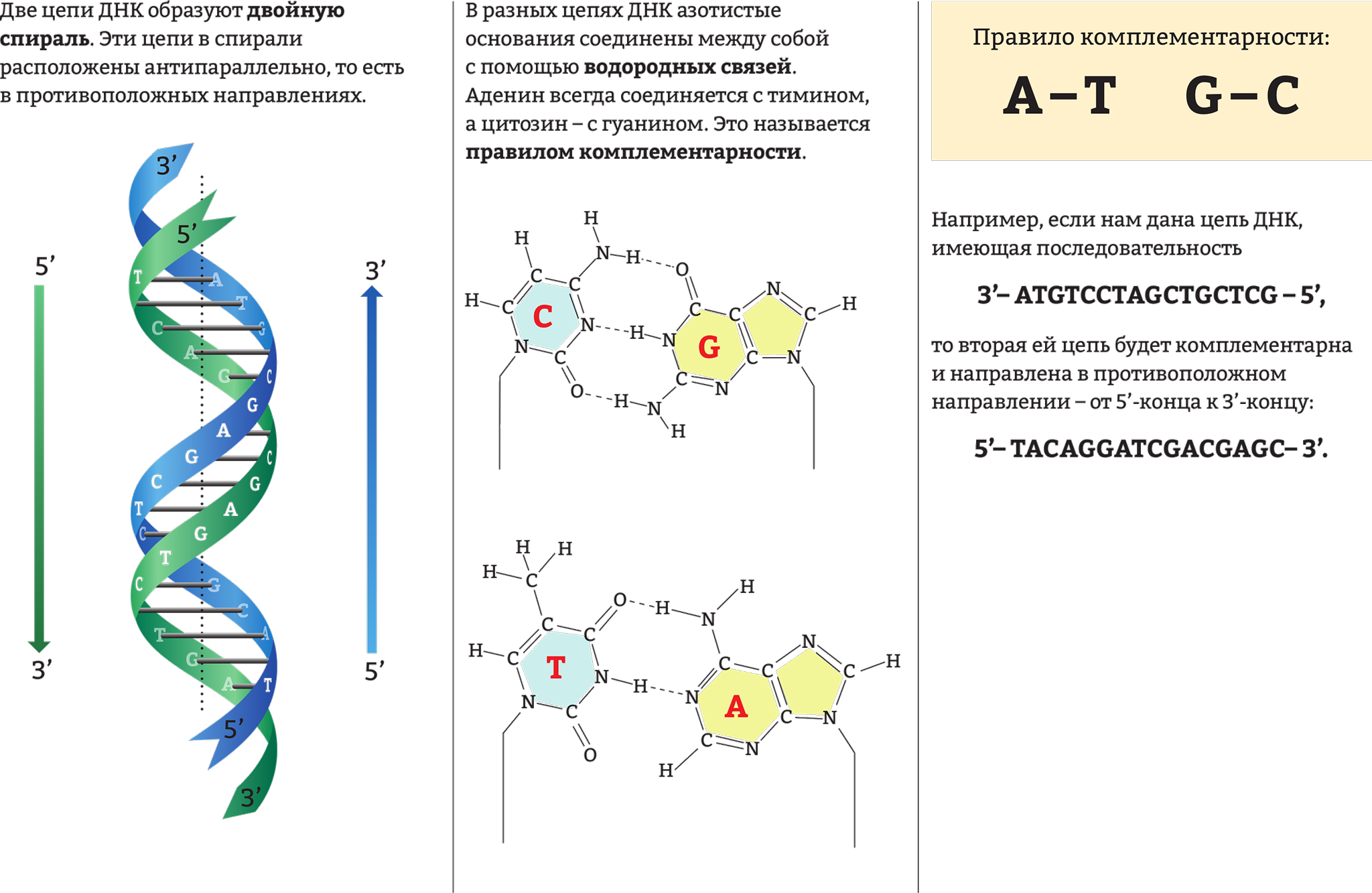 Водородный связи между аденином и тимином. Цепочка ДНК структура. Фрагмент структуры ДНК. Строение первичной цепи ДНК. Комплементарная цепь ДНК формула.