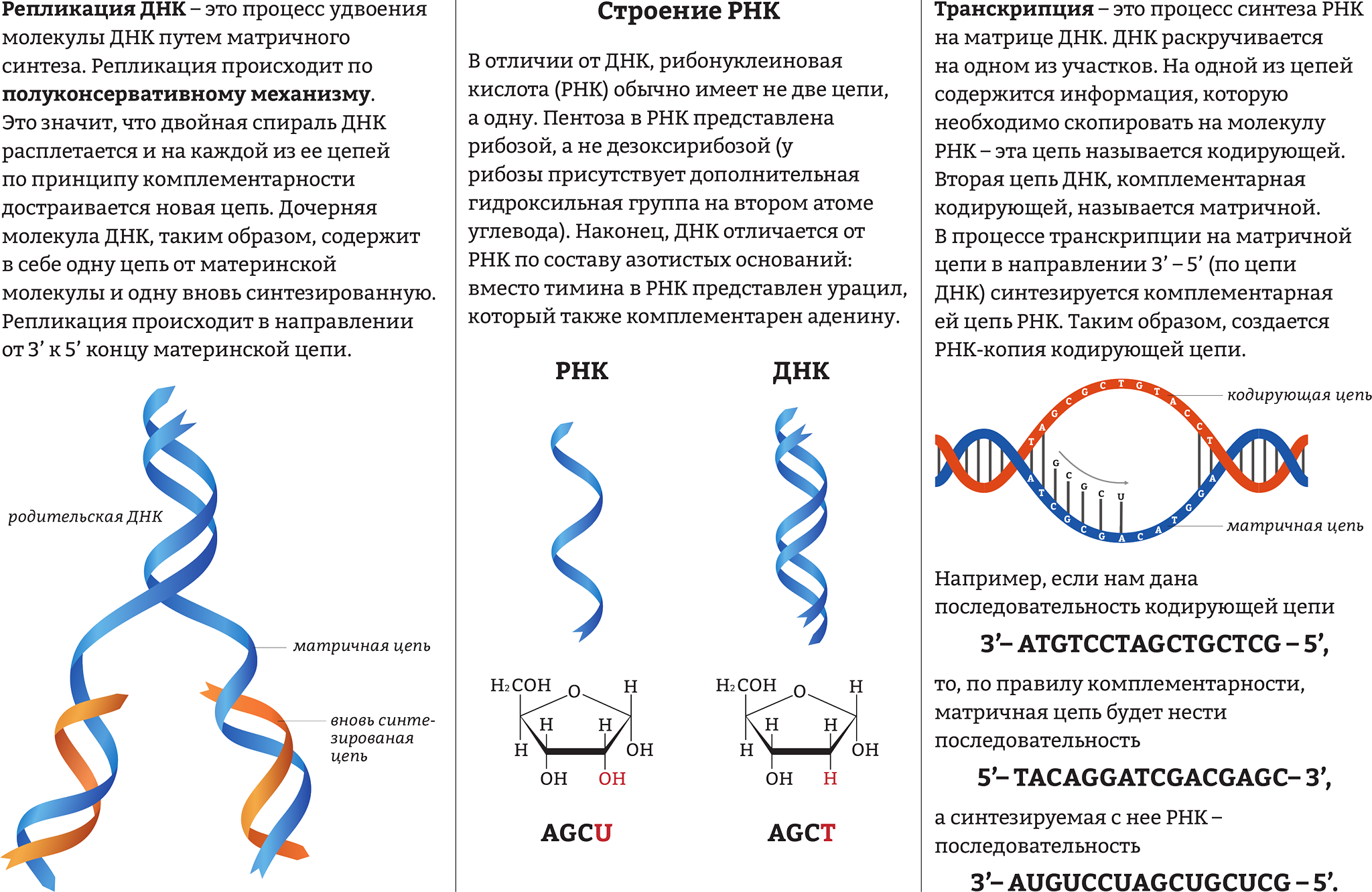 Схема репликации ДНК биохимия. Схема репликации молекулы ДНК. Строение ДНК РНК репликация. Репликация ДНК И РНК.