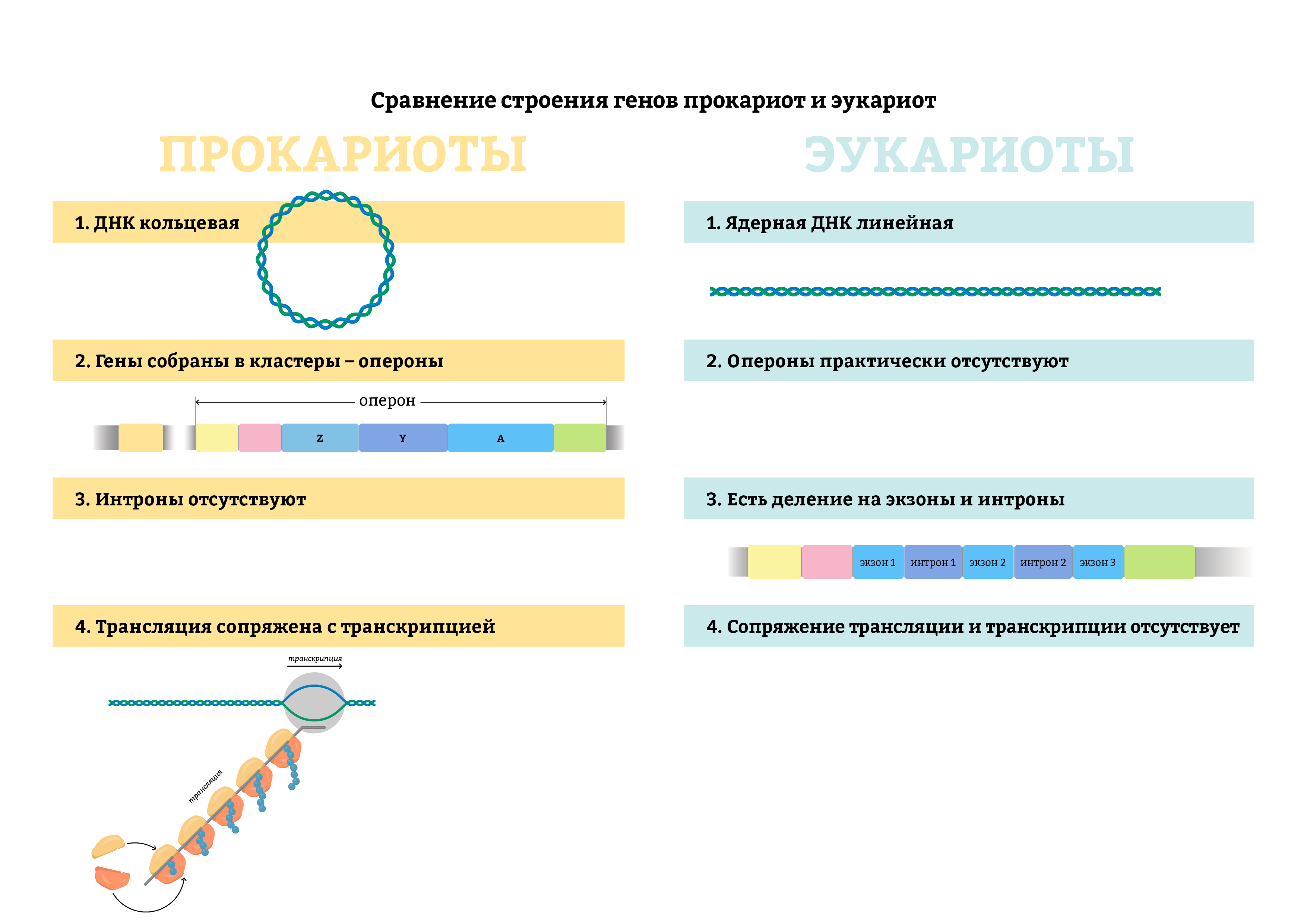 Отличие гена прокариот от эукариот