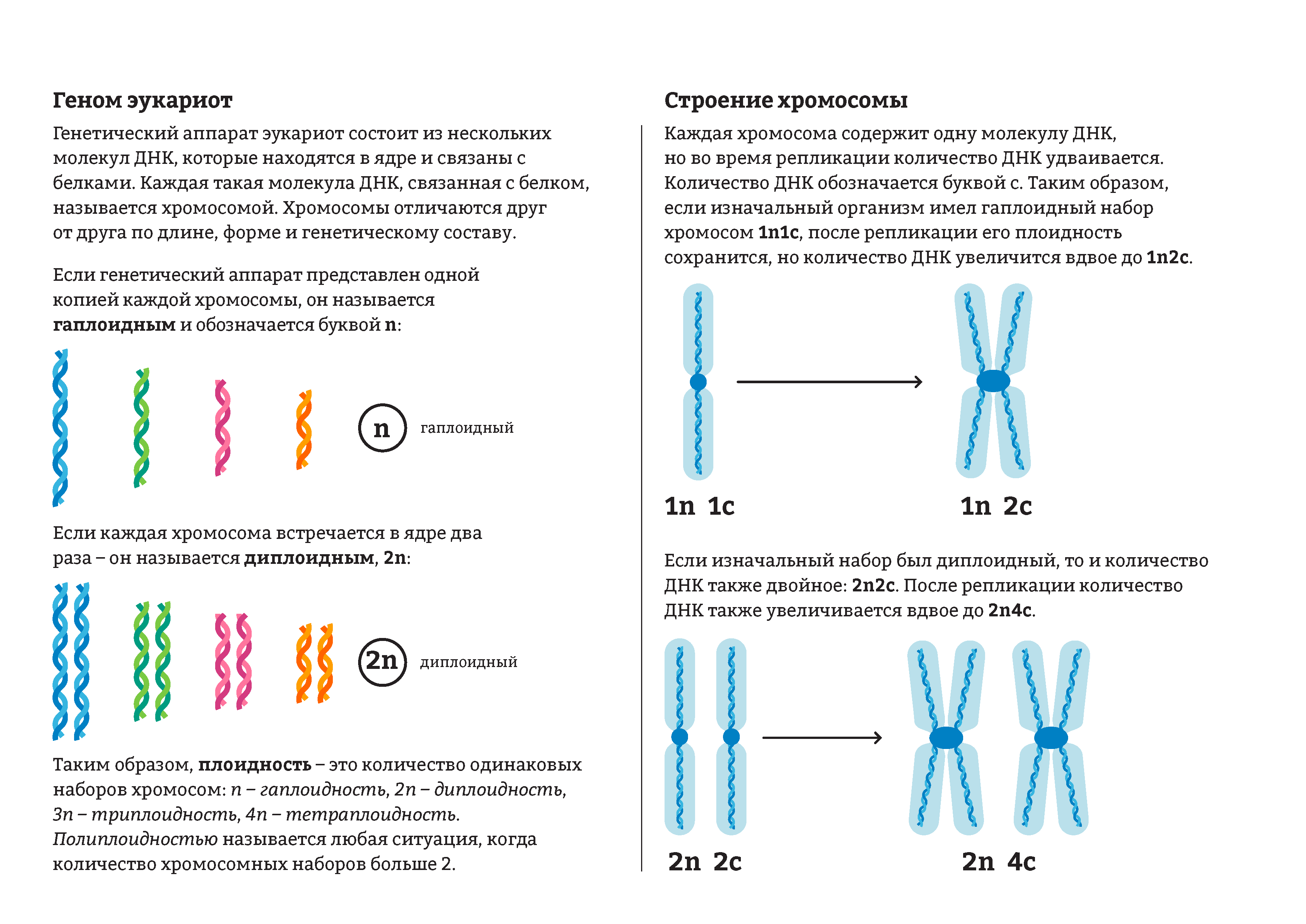 Количество генов. Хромосомный набор клетки строение. Одинарный гаплоидный набор хромосом это. Диплоидный и гаплоидный набор хромосом схема. Гаплоидный набор хромосом строение.