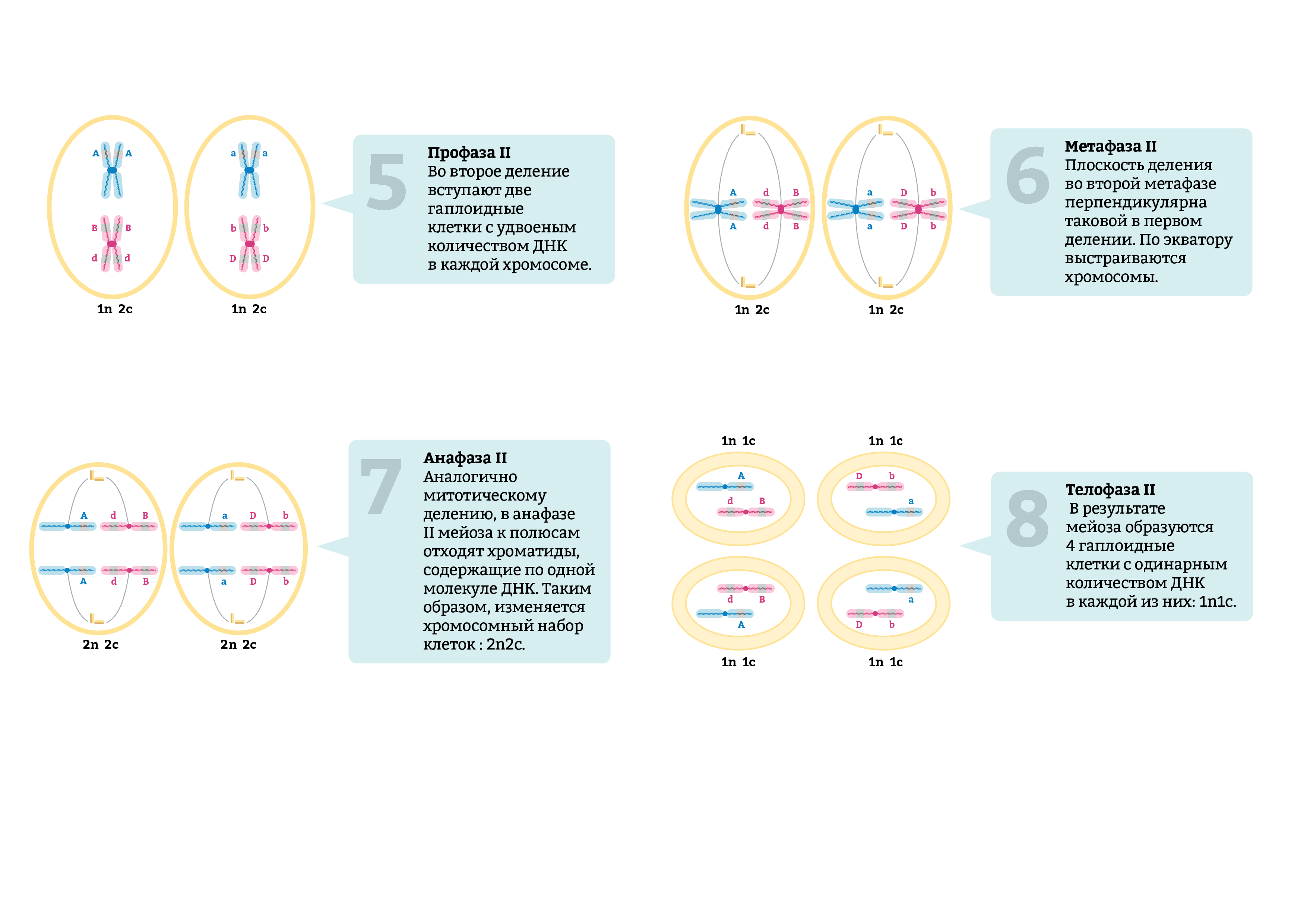 Хромосомы двухроматидные в какой фазе мейоза. Мейоз фазы таблица набор хромосом. Метафаза 2 мейоза набор хромосом. Первое деление мейоза набор хромосом. Набор хромосом в дочерней клетке мейоза 1.