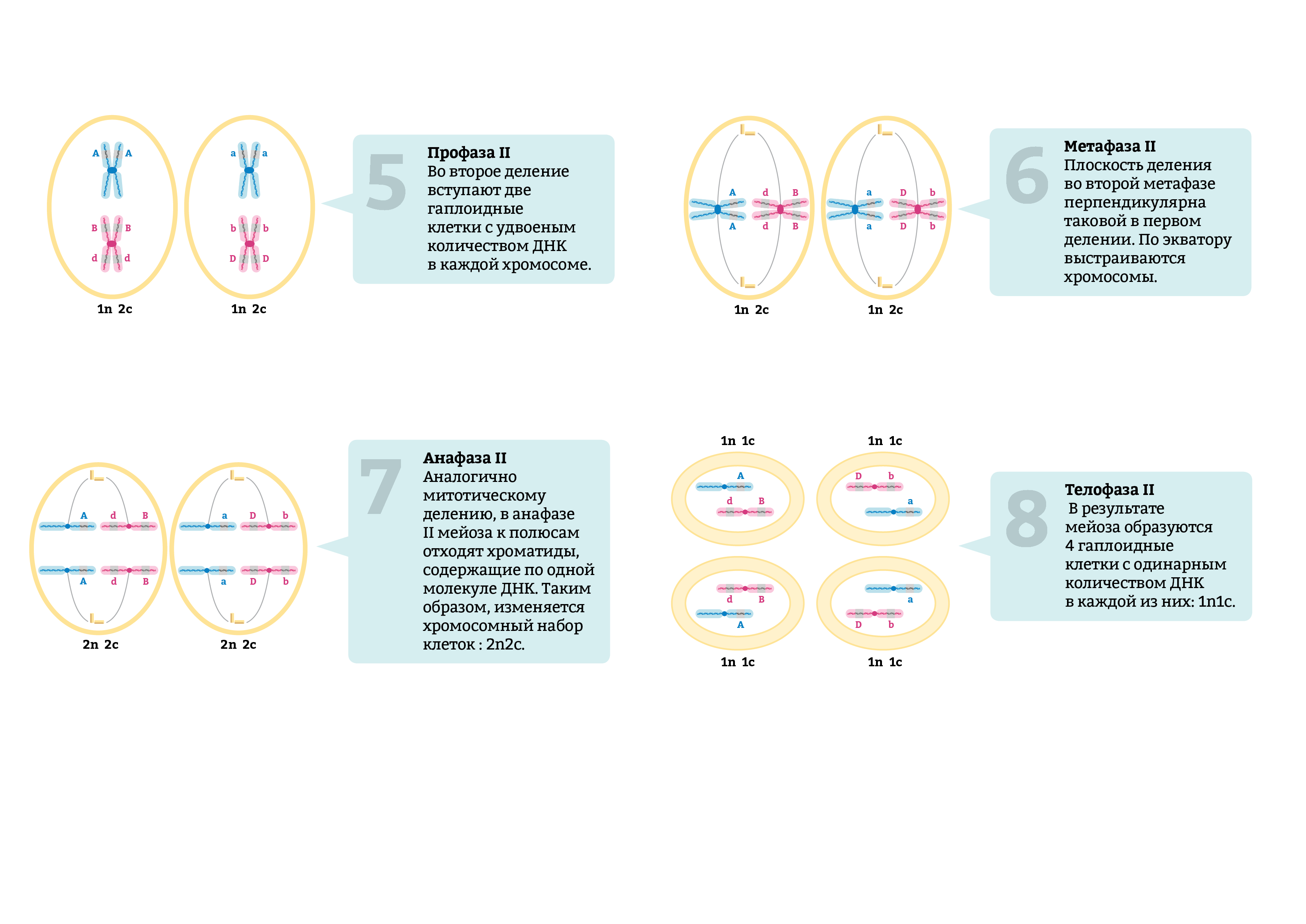 Дочерние клетки диплоидные. Первое деление мейоза набор хромосом. Набор хромосом в дочерней клетке мейоза 1. Фазы мейоза таблица с формулами. Профаза мейоза 2 набор.