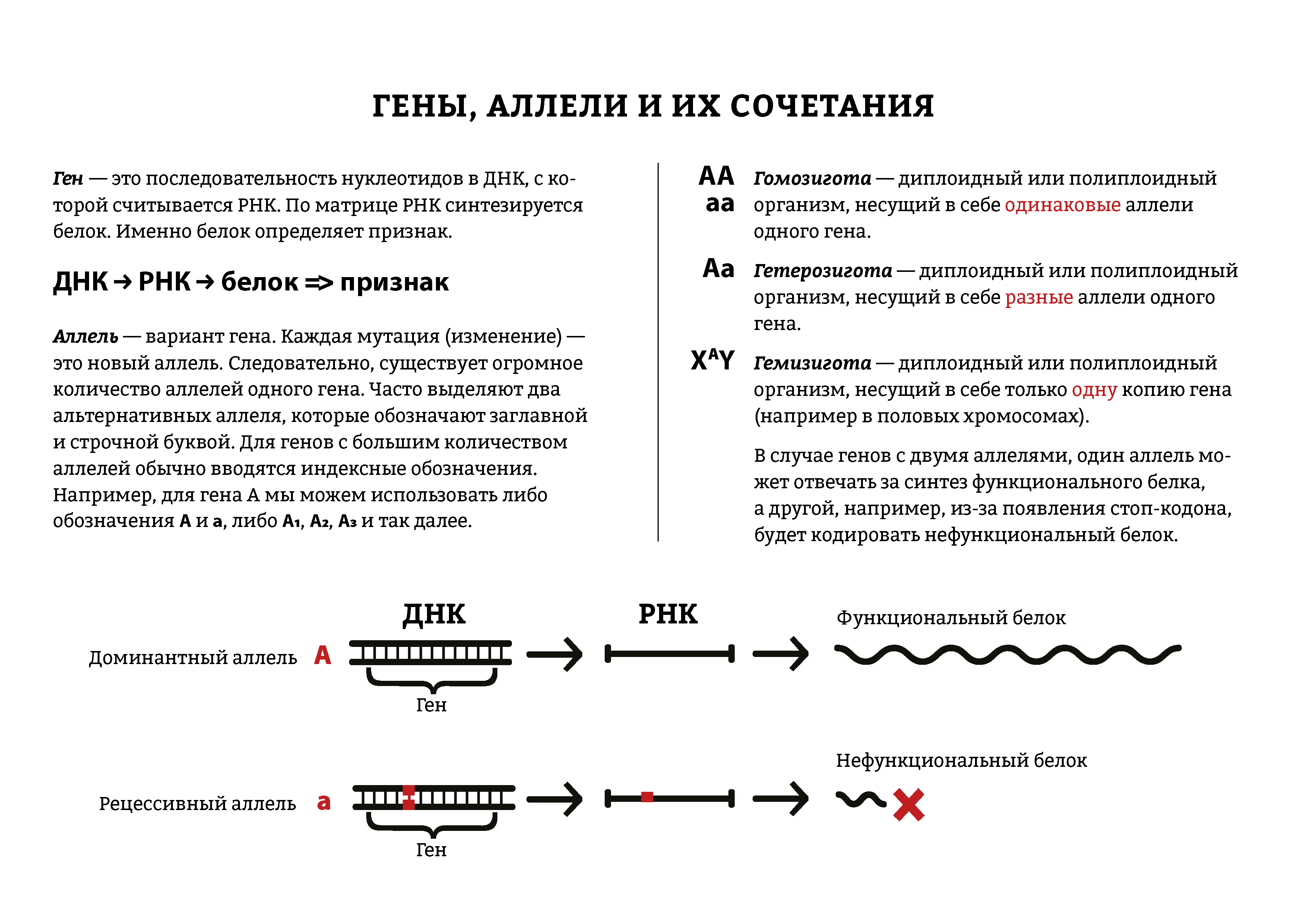 Аллели где находится. Гены и аллели. Аллели генов. Аллель и аллельные гены. Аллельные гены обозначение.