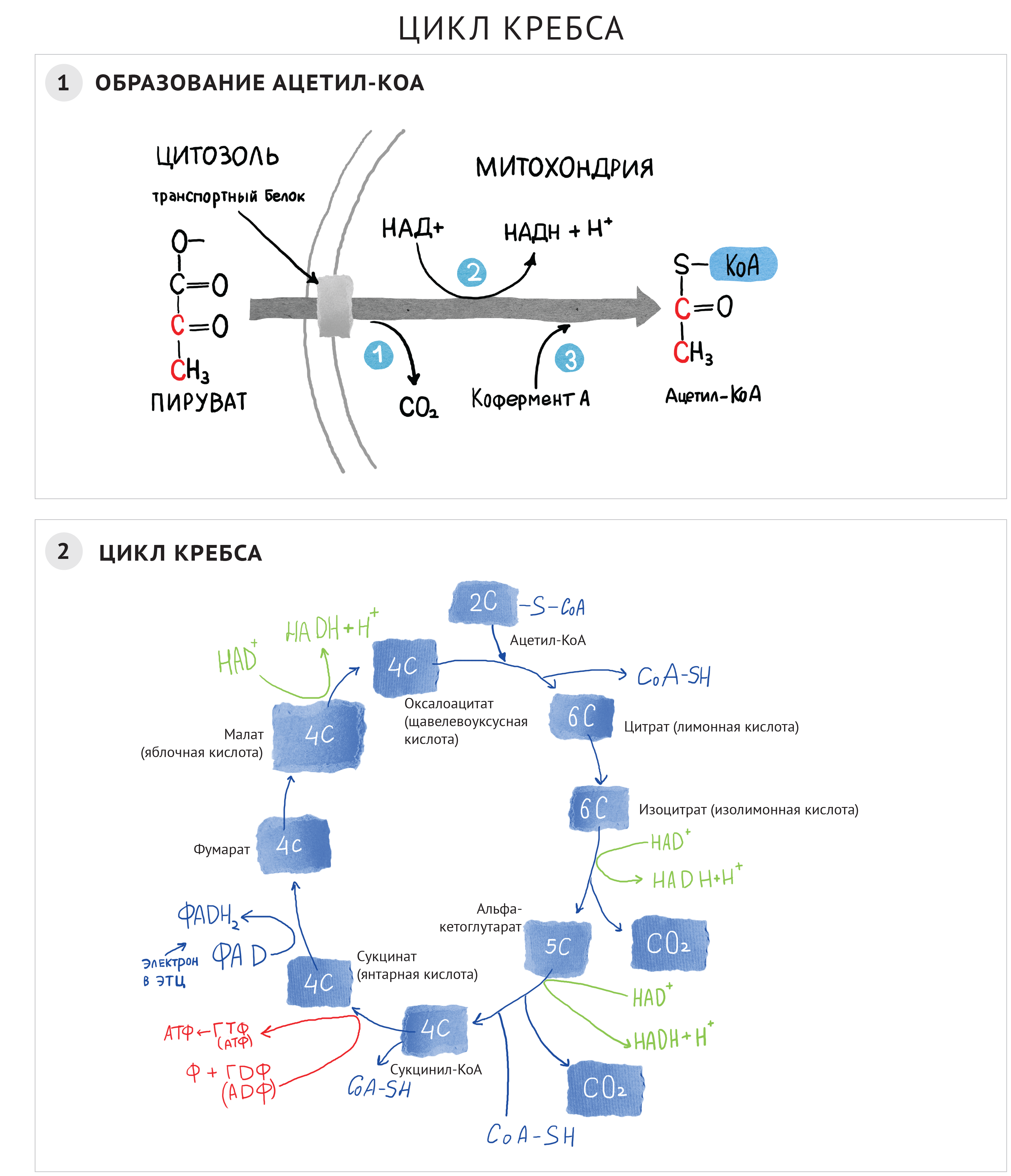 Цикл кребса атф. Цикл Кребса 34 АТФ. Цикл Кребса ЕГЭ биология. Цикл Кребса пируват. Цикл Кребса схема в митохондриях.