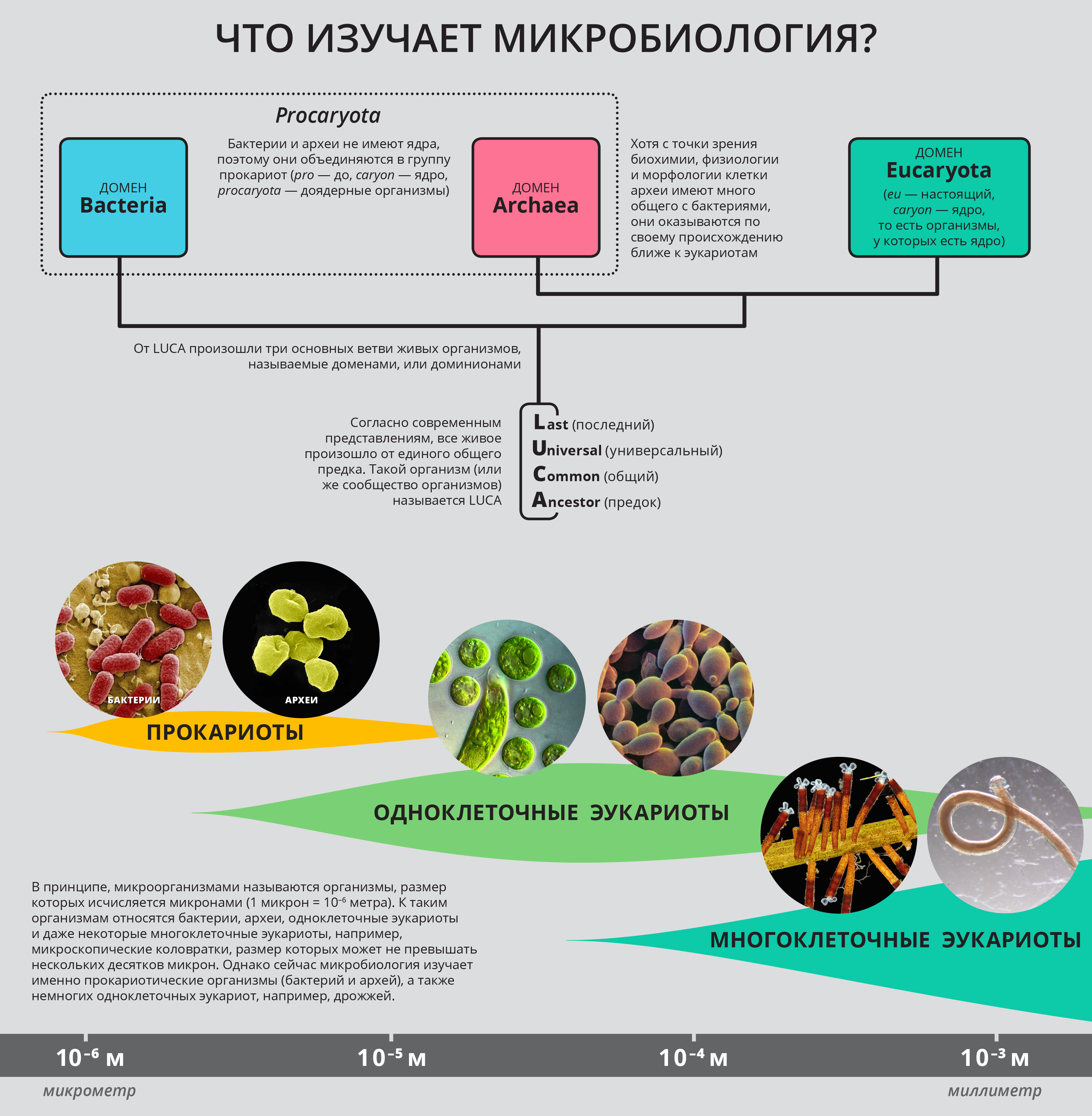 Риф презентация микробиология